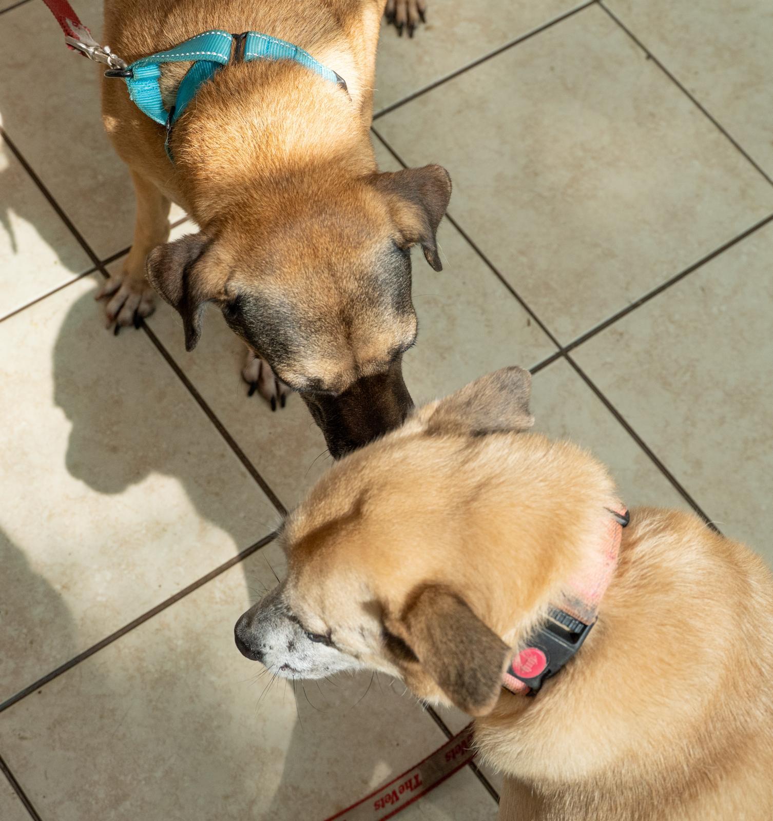 Enlarge Sweet Salem, a Adoptable mixed breed in New York , NY image 3/5