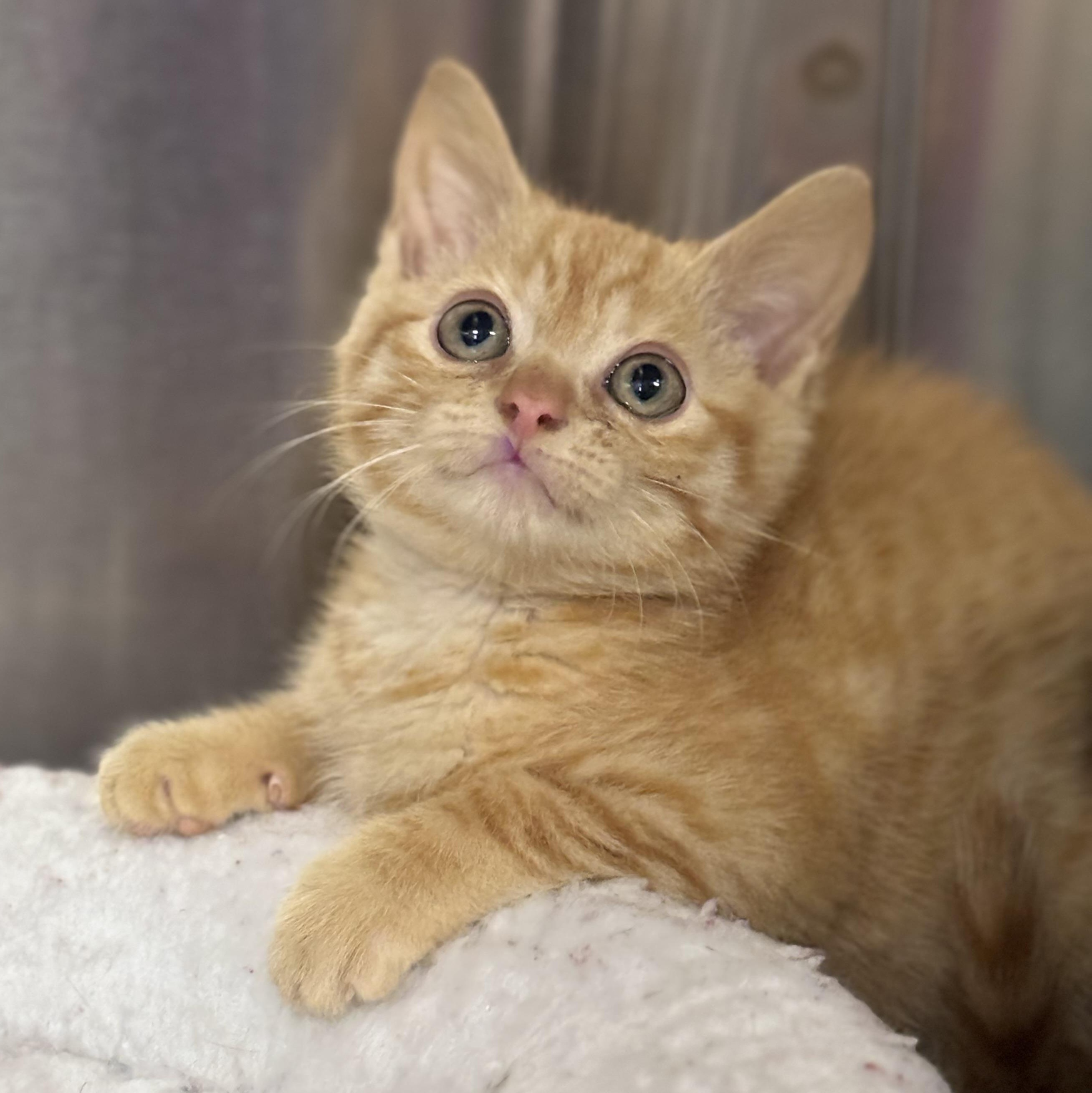 Enlarge Amos, a Adopted Domestic Short Hair in Collierville, TN image 3/4