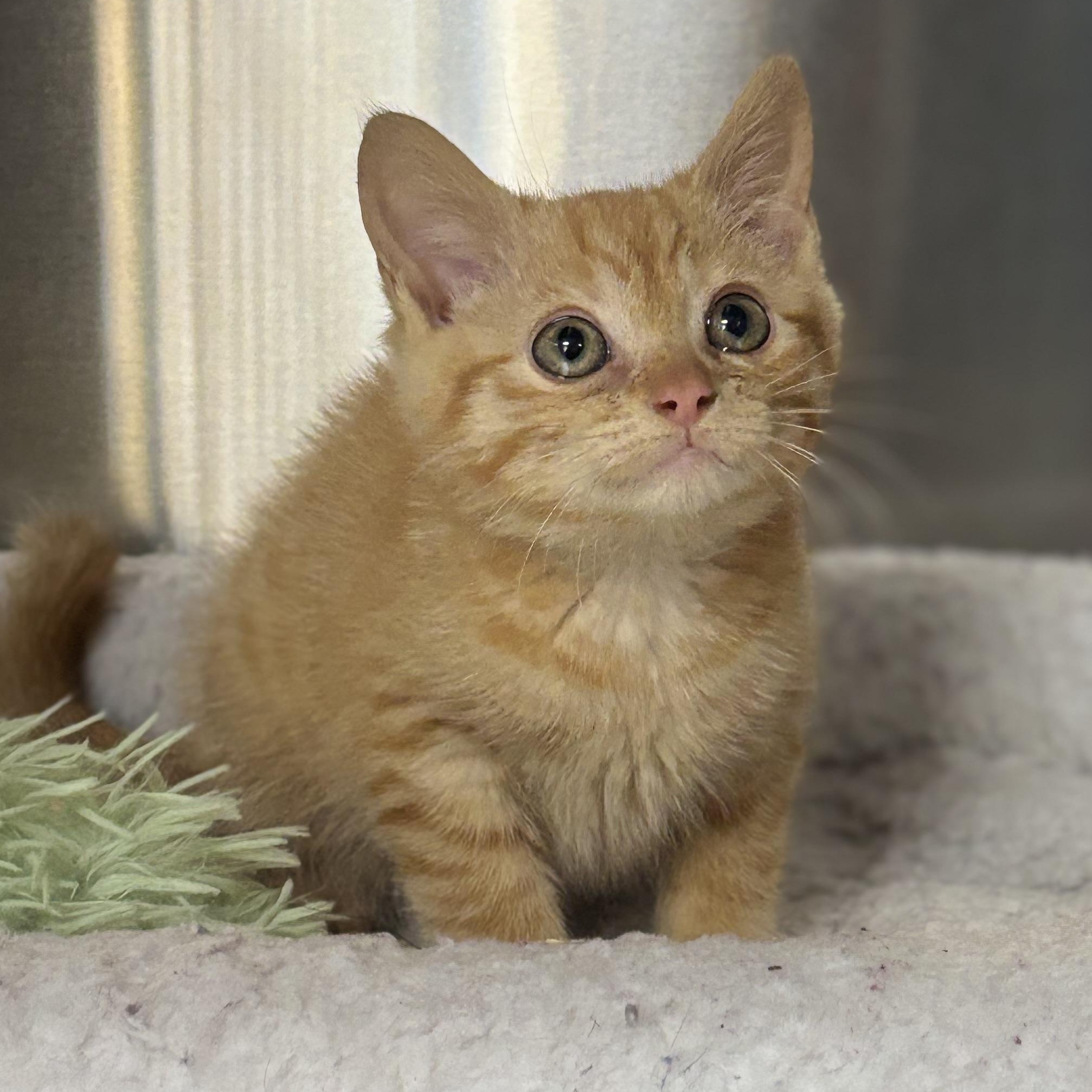 Enlarge Amos, a Adopted Domestic Short Hair in Collierville, TN image 4/4