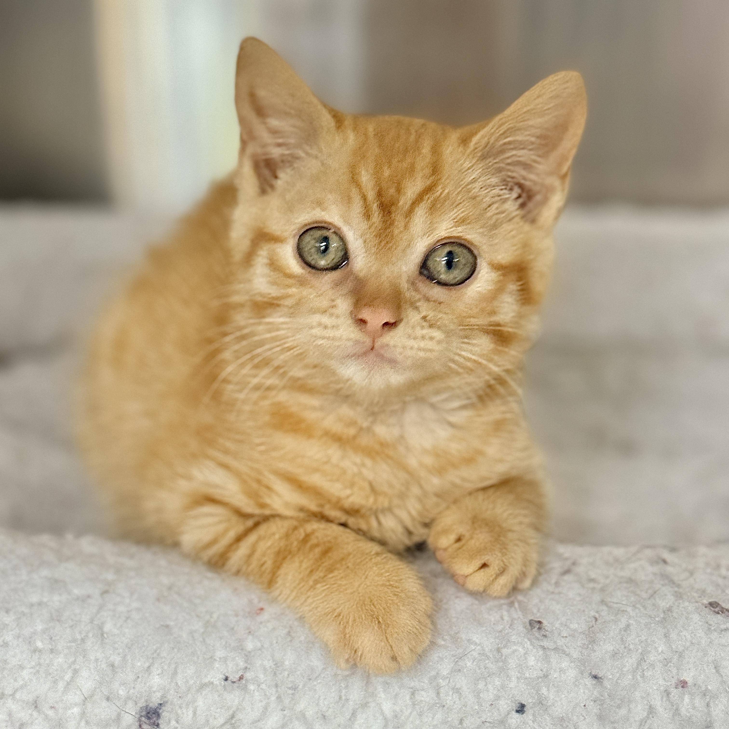 Amos, Adopted, Kitten Male Domestic Short Hair.