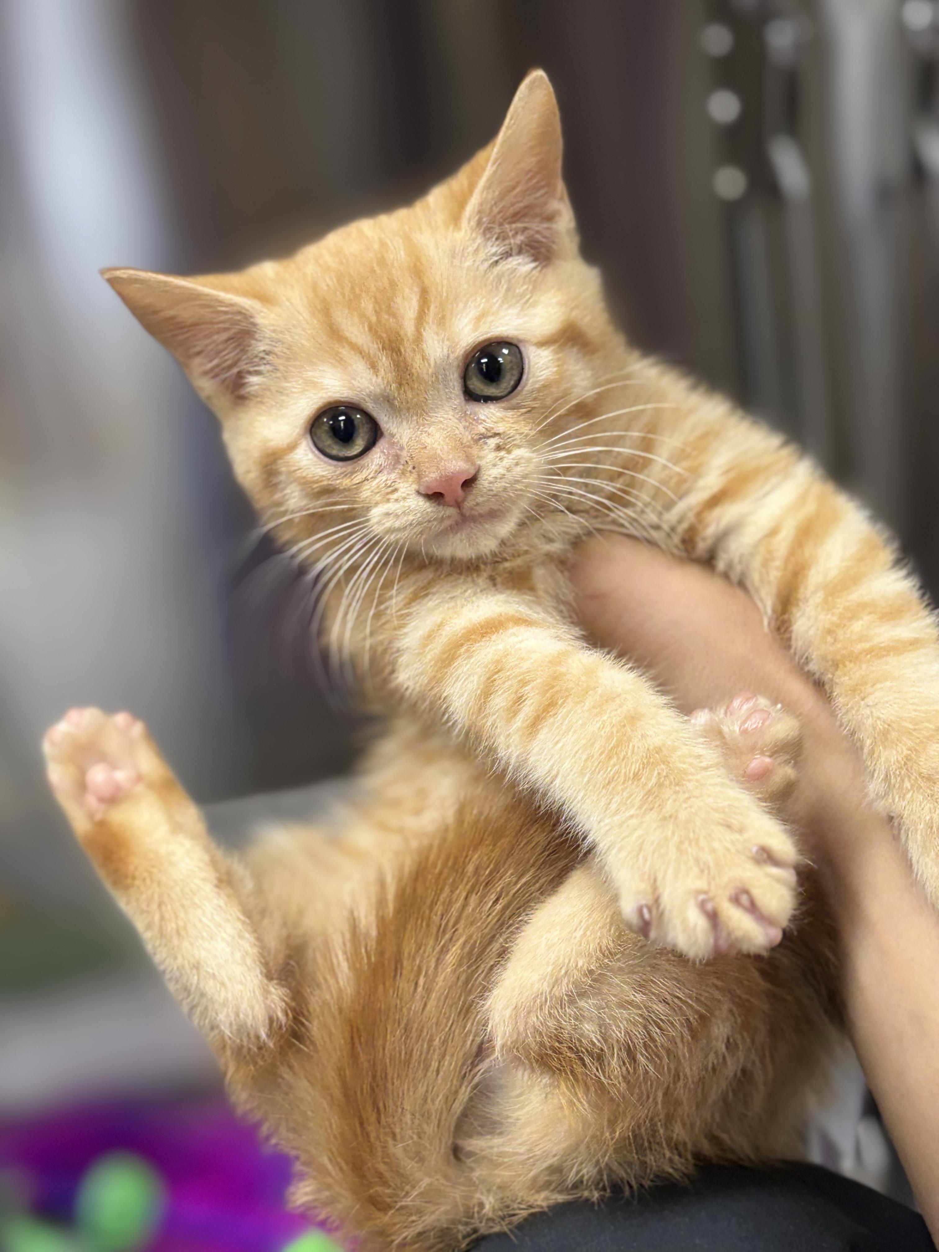Enlarge Amos, a Adopted Domestic Short Hair in Collierville, TN image 2/4