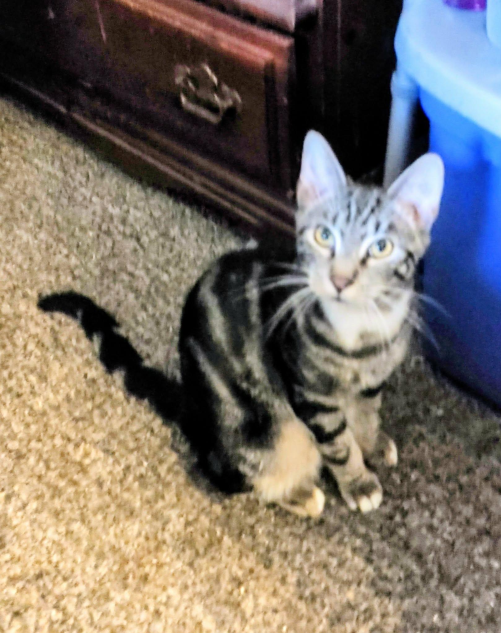 Filius Flitwick & Remus Lupin- BONDED PAIR, a Adoptable Domestic Short Hair in Woodstock, CT image 2/2