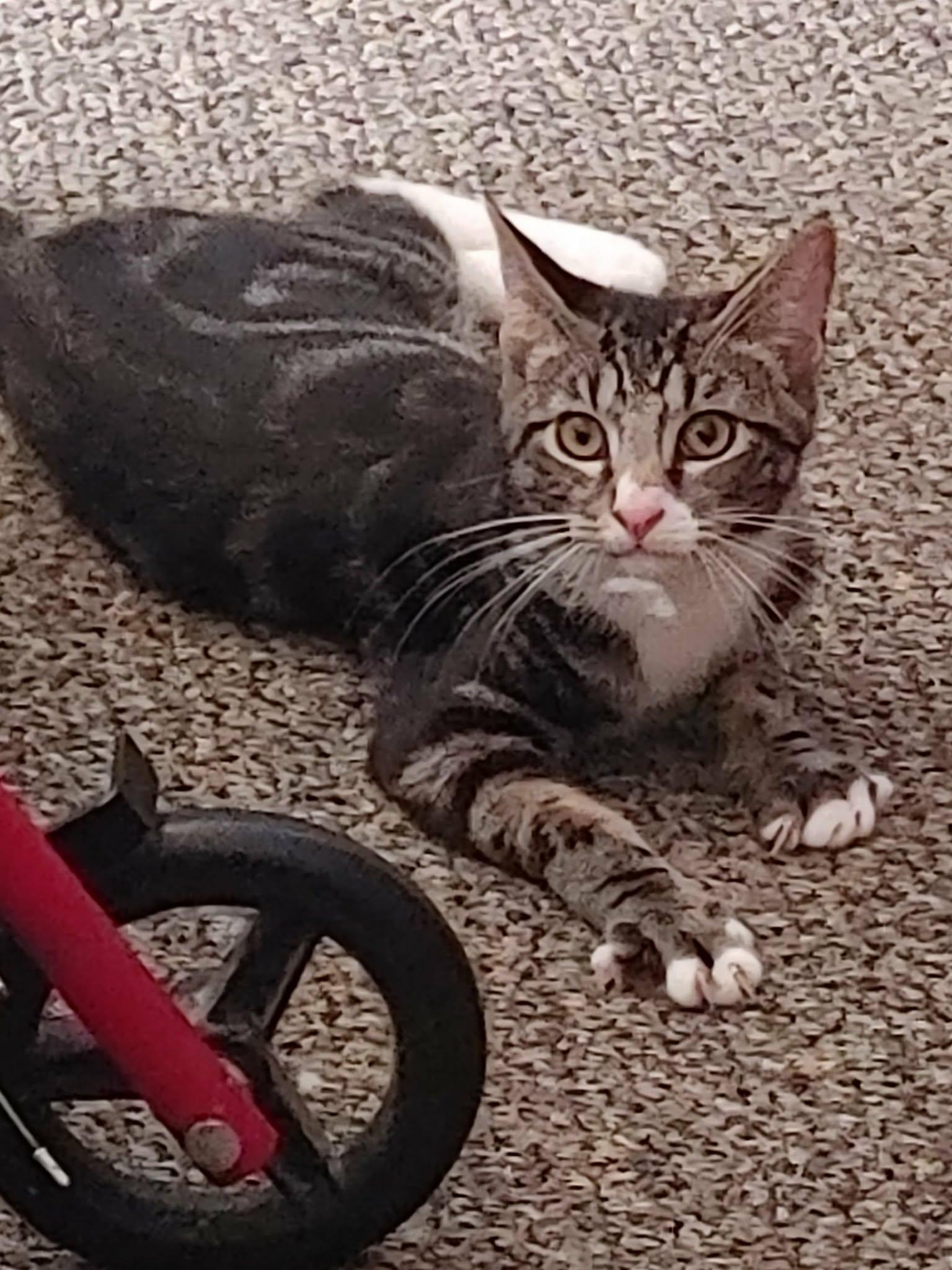 Filius Flitwick & Remus Lupin- BONDED PAIR, a Adoptable Domestic Short Hair in Woodstock, CT image 1/2