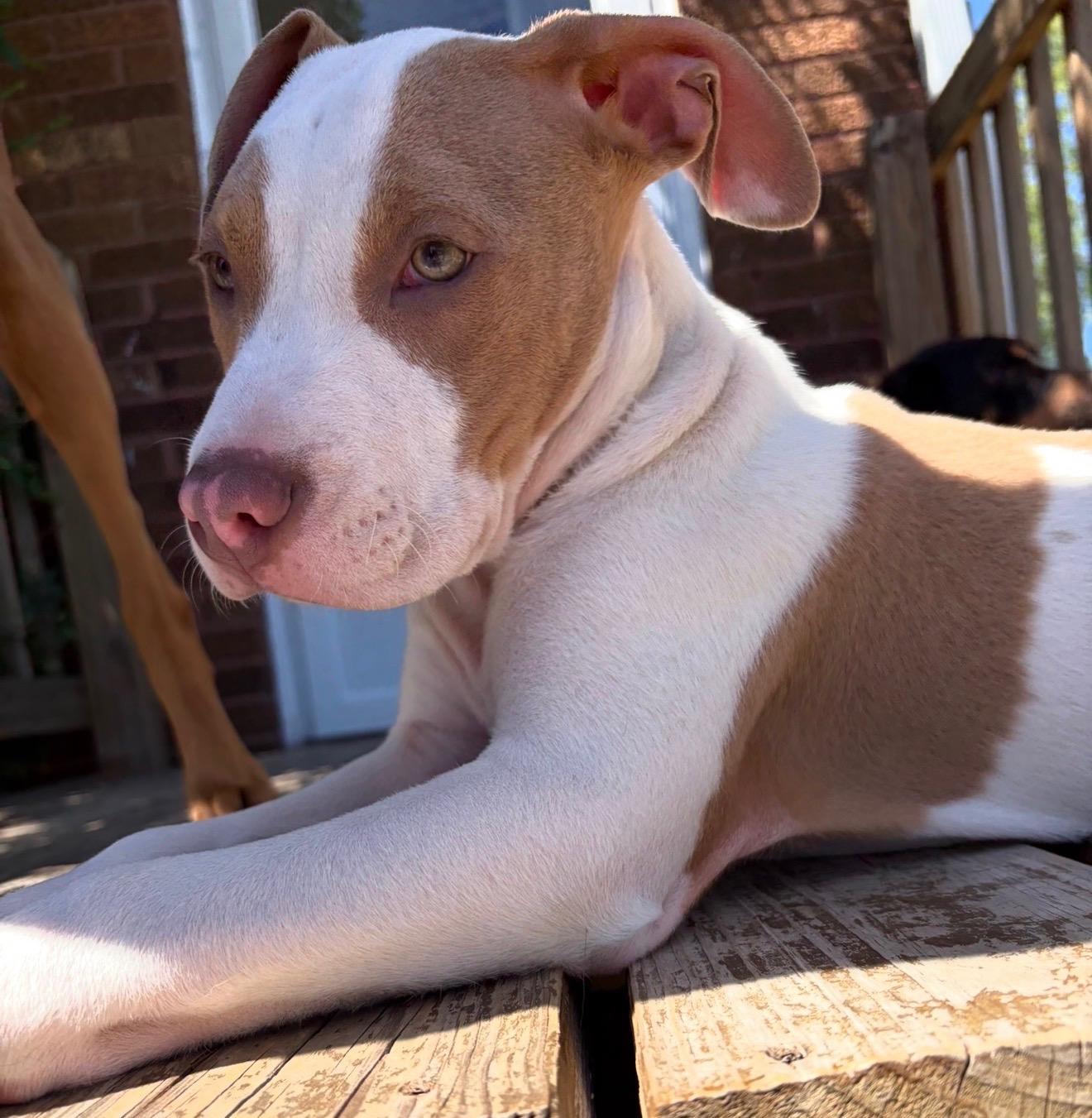 Baxter, a ADOPTABLE mixed breed in Pleasant Ridge, MI image 3/5