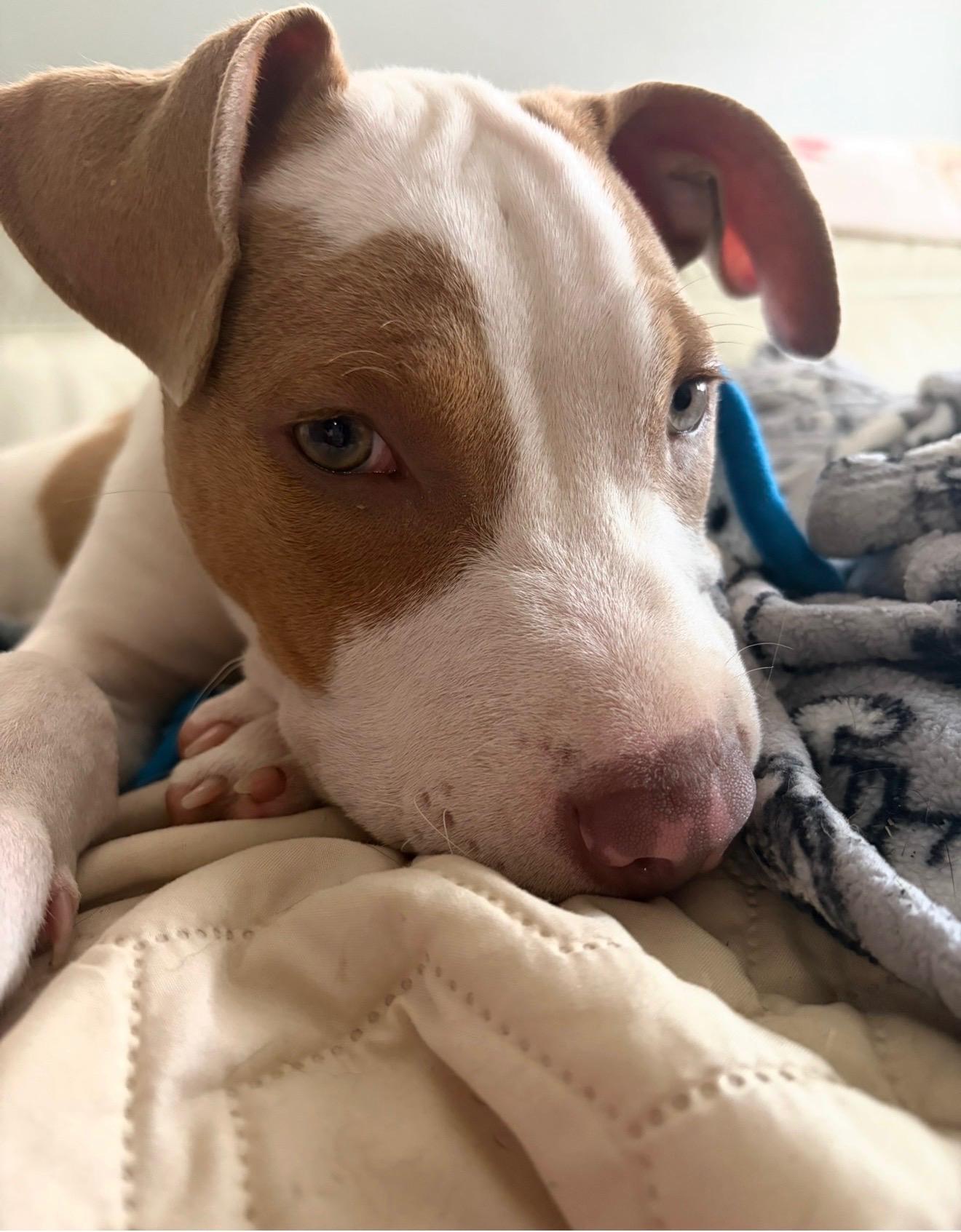 Baxter, a ADOPTABLE mixed breed in Pleasant Ridge, MI image 4/5
