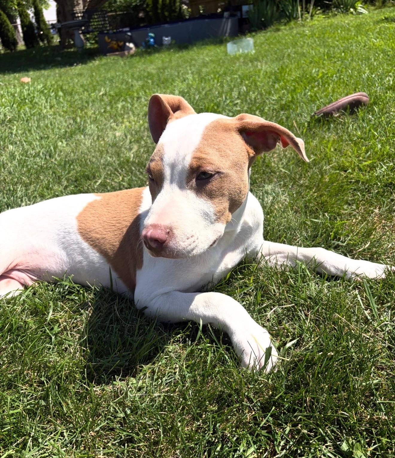 Baxter, a ADOPTABLE mixed breed in Pleasant Ridge, MI image 5/5