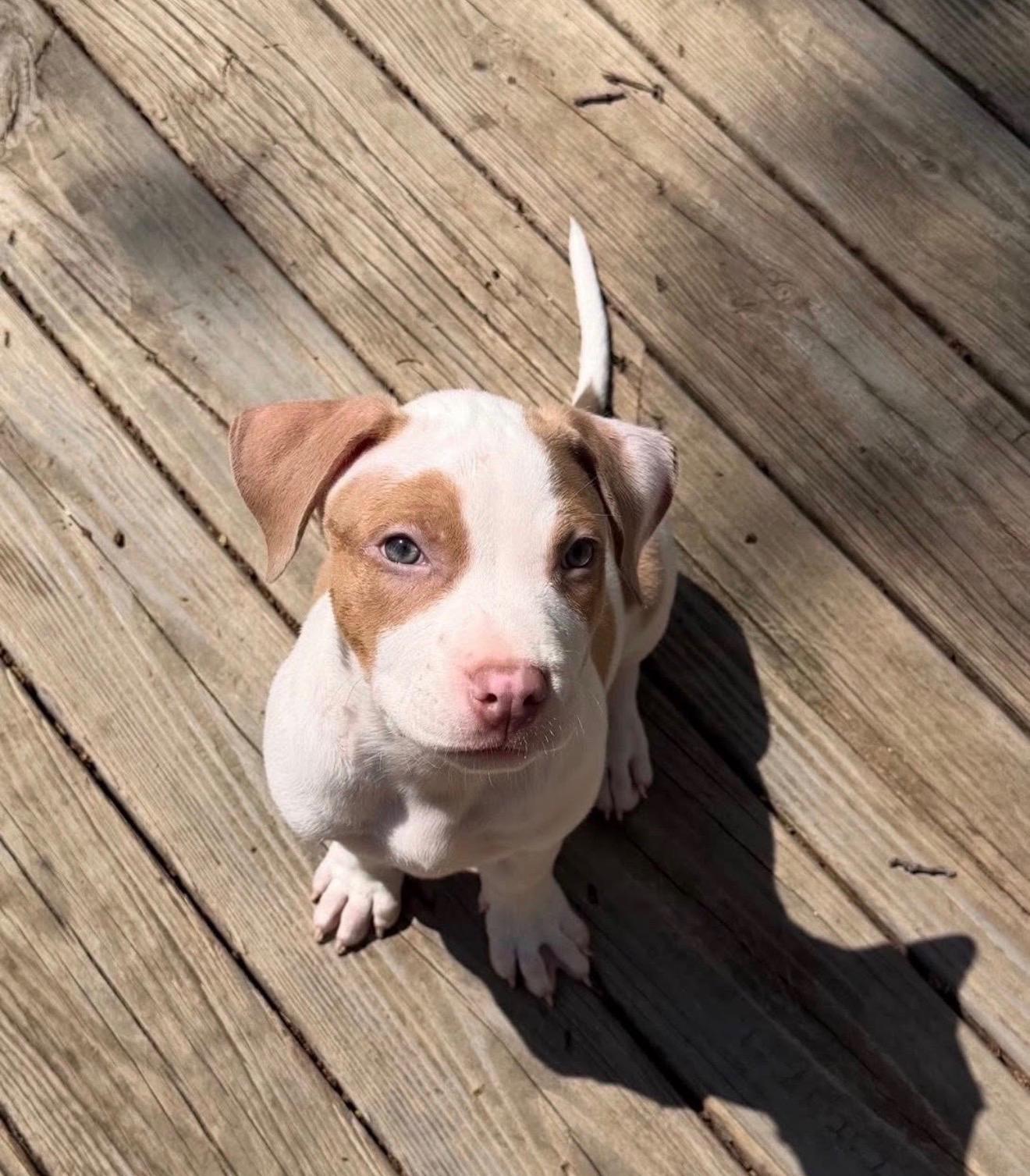 Baxter, ADOPTABLE, Puppy Male Mixed Breed & American Staffordshire Terrier.