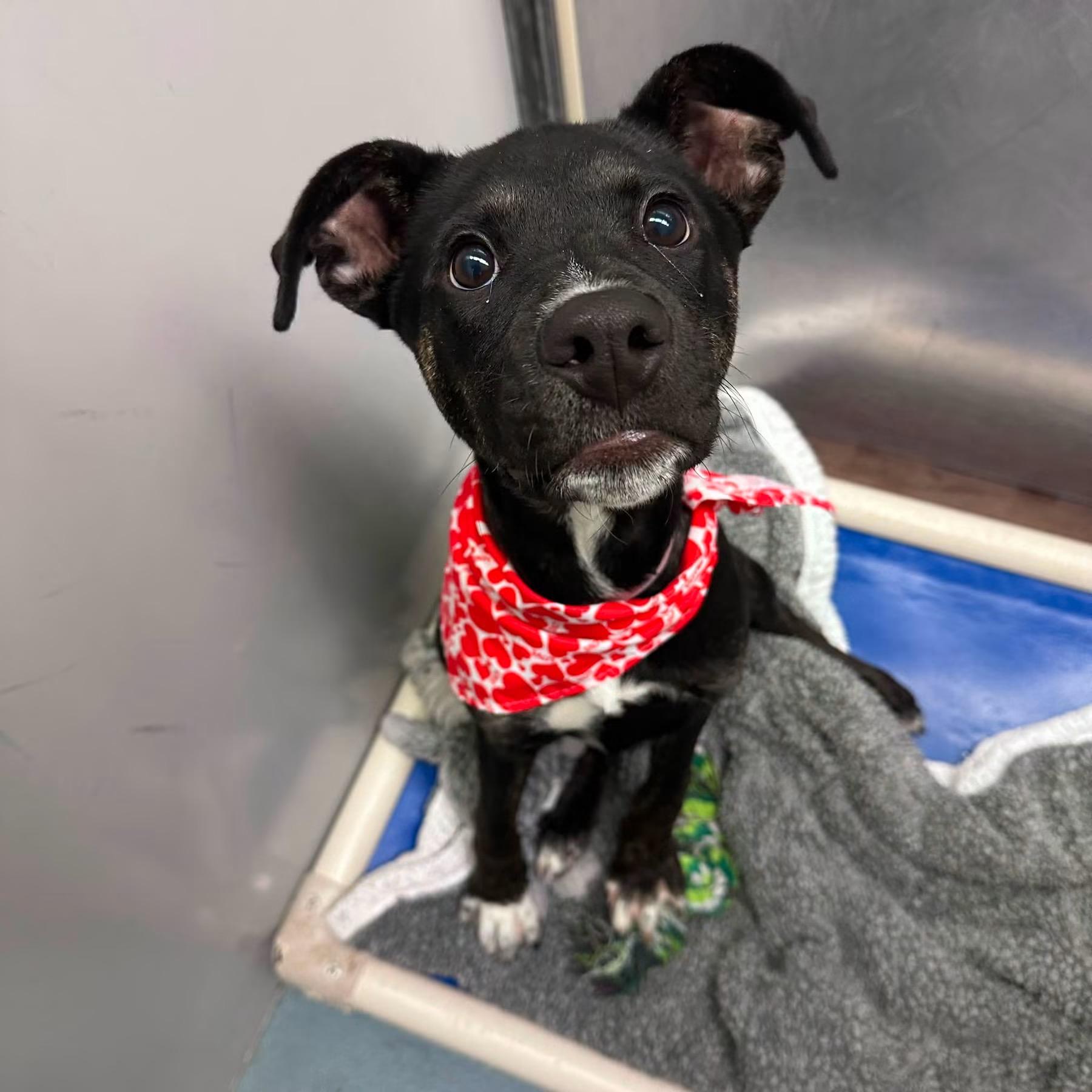 Pixie, ADOPTABLE, Puppy Female Mixed Breed.