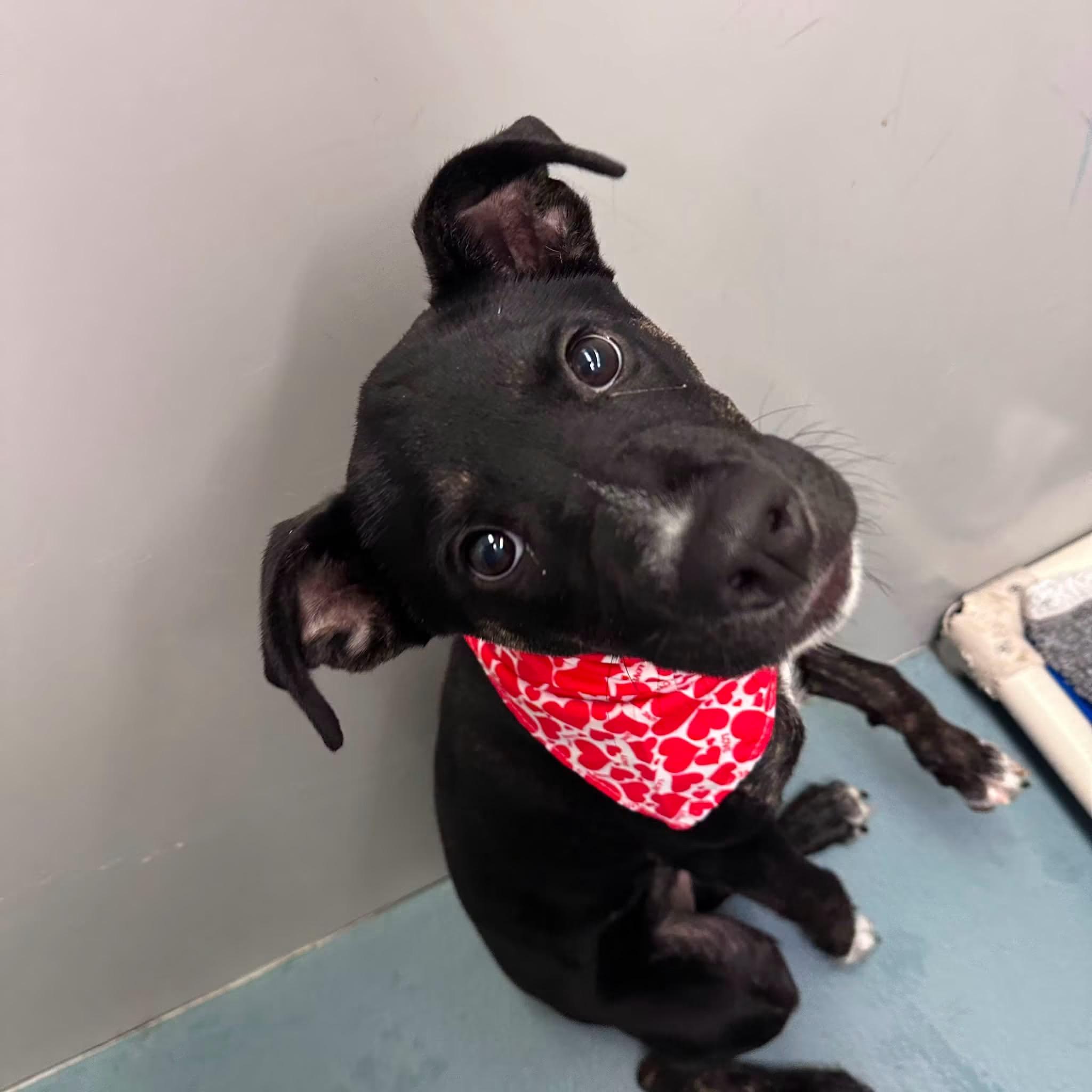 Enlarge Pixie, a ADOPTABLE mixed breed in fennville, MI image 2/4