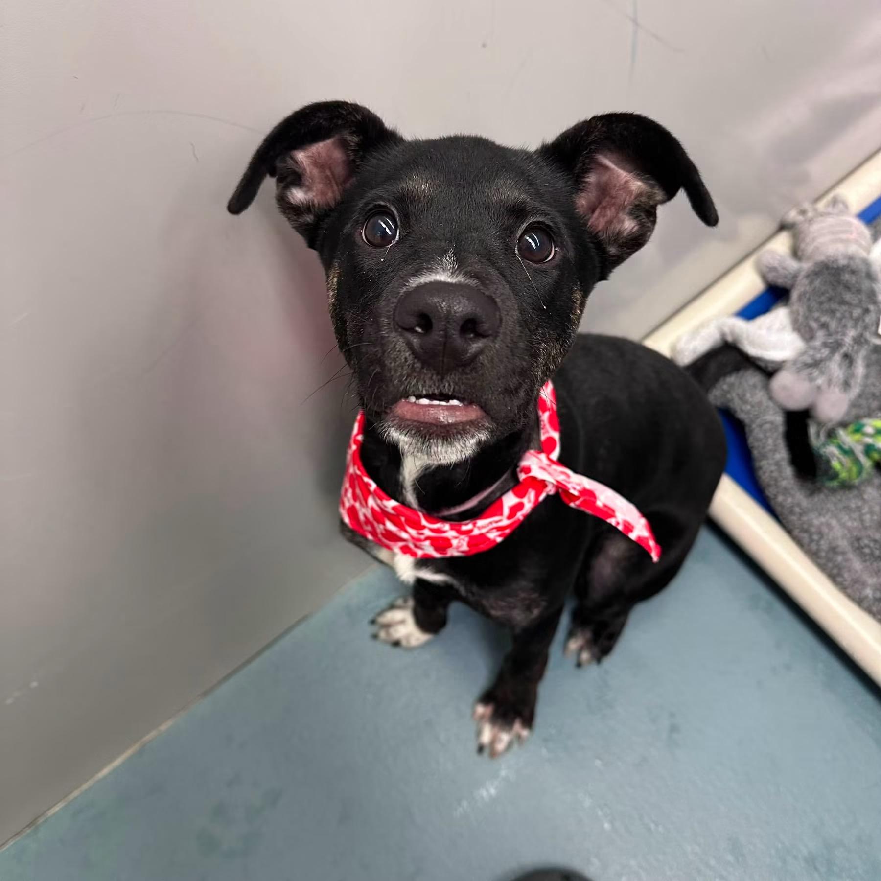 Enlarge Pixie, a ADOPTABLE mixed breed in fennville, MI image 4/4
