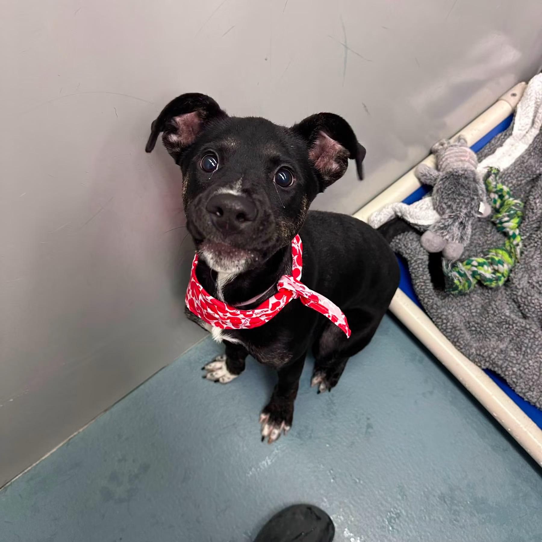 Enlarge Pixie, a ADOPTABLE mixed breed in fennville, MI image 3/4