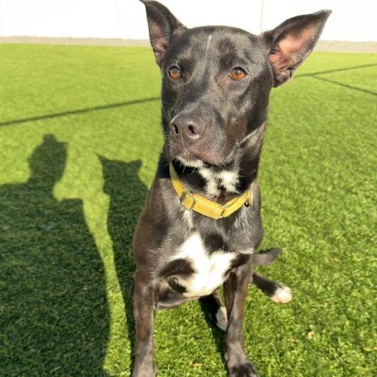 TUX, an adoptable mixed breed in Cranston, RI image 2/4