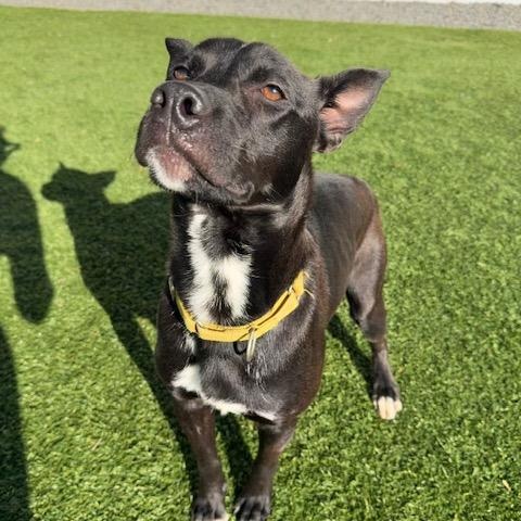 TUX, an adoptable mixed breed in Cranston, RI image 3/4