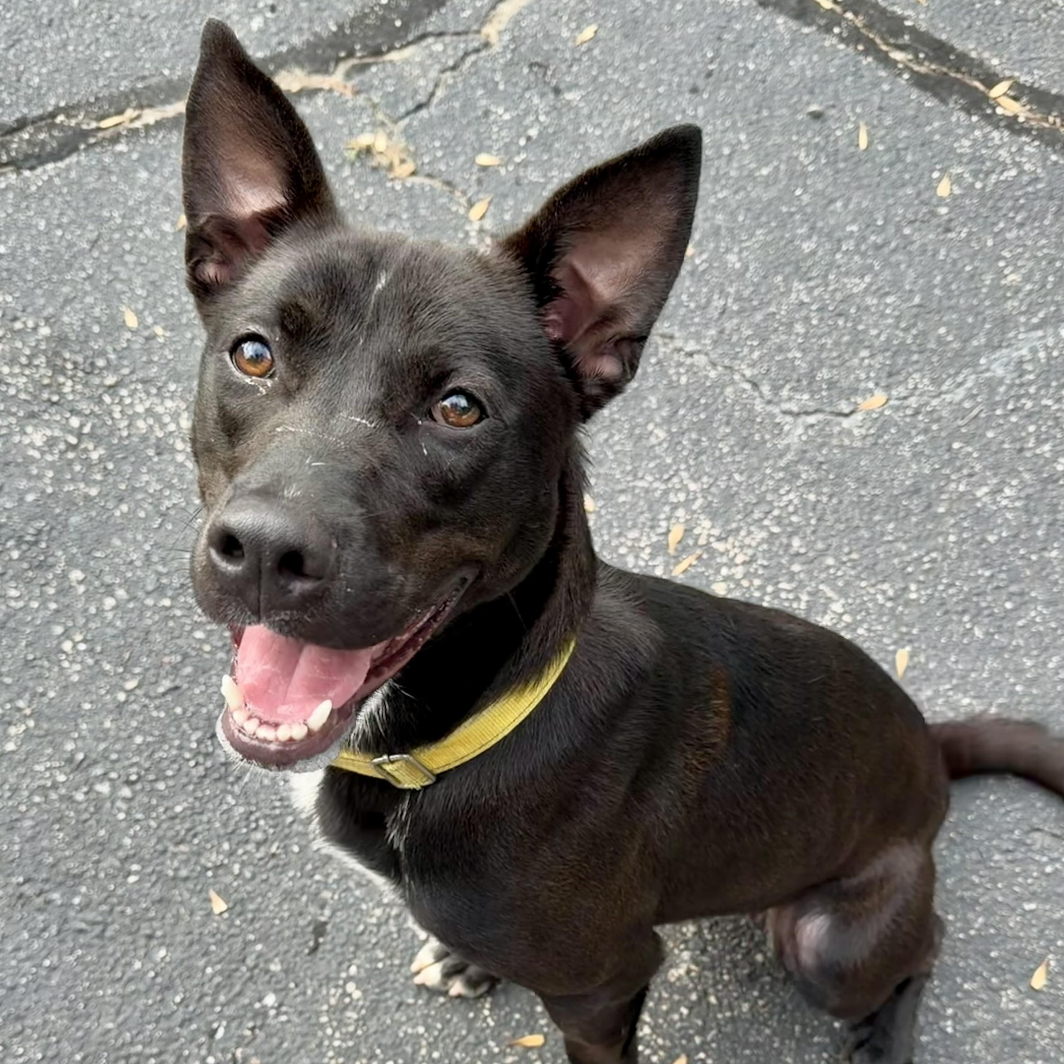 TUX, adoptable, Young Male Mixed Breed.
