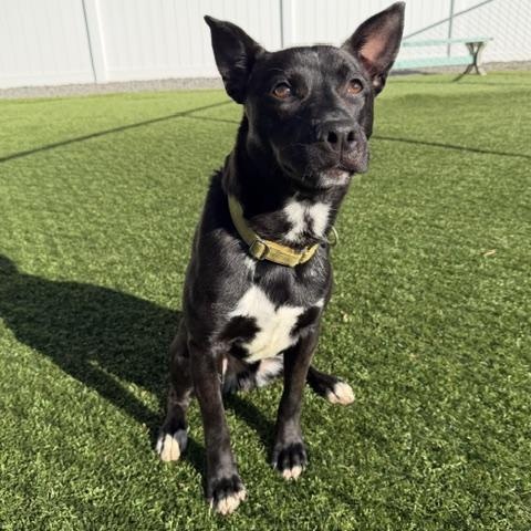 TUX, an adoptable mixed breed in Cranston, RI image 4/4