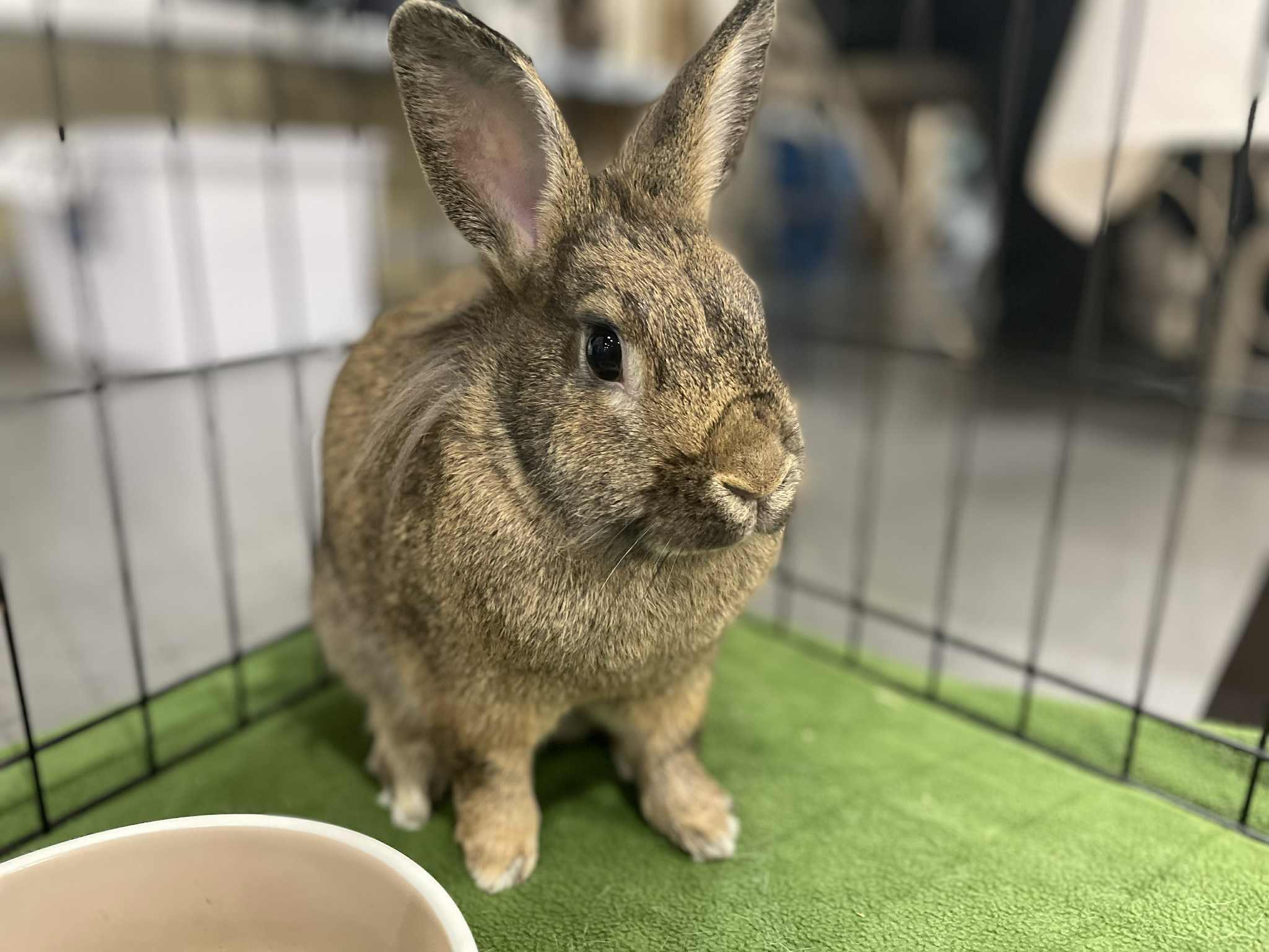 Enlarge Stoney and Rocky, a Adoptable Bunny Rabbit in Rock Hall, MD image 2/8