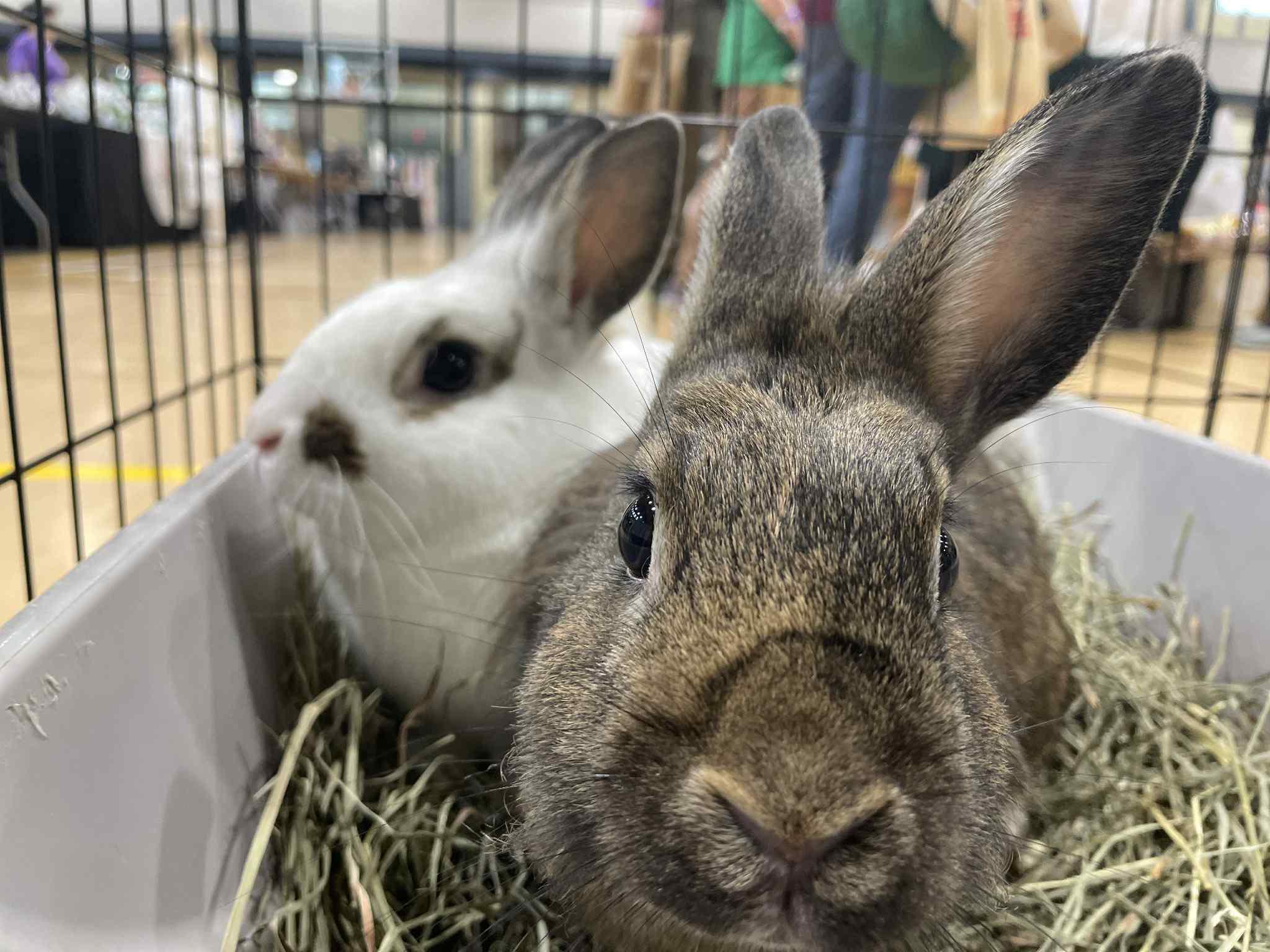 Enlarge Stoney and Rocky, a Adoptable Bunny Rabbit in Rock Hall, MD image 5/8
