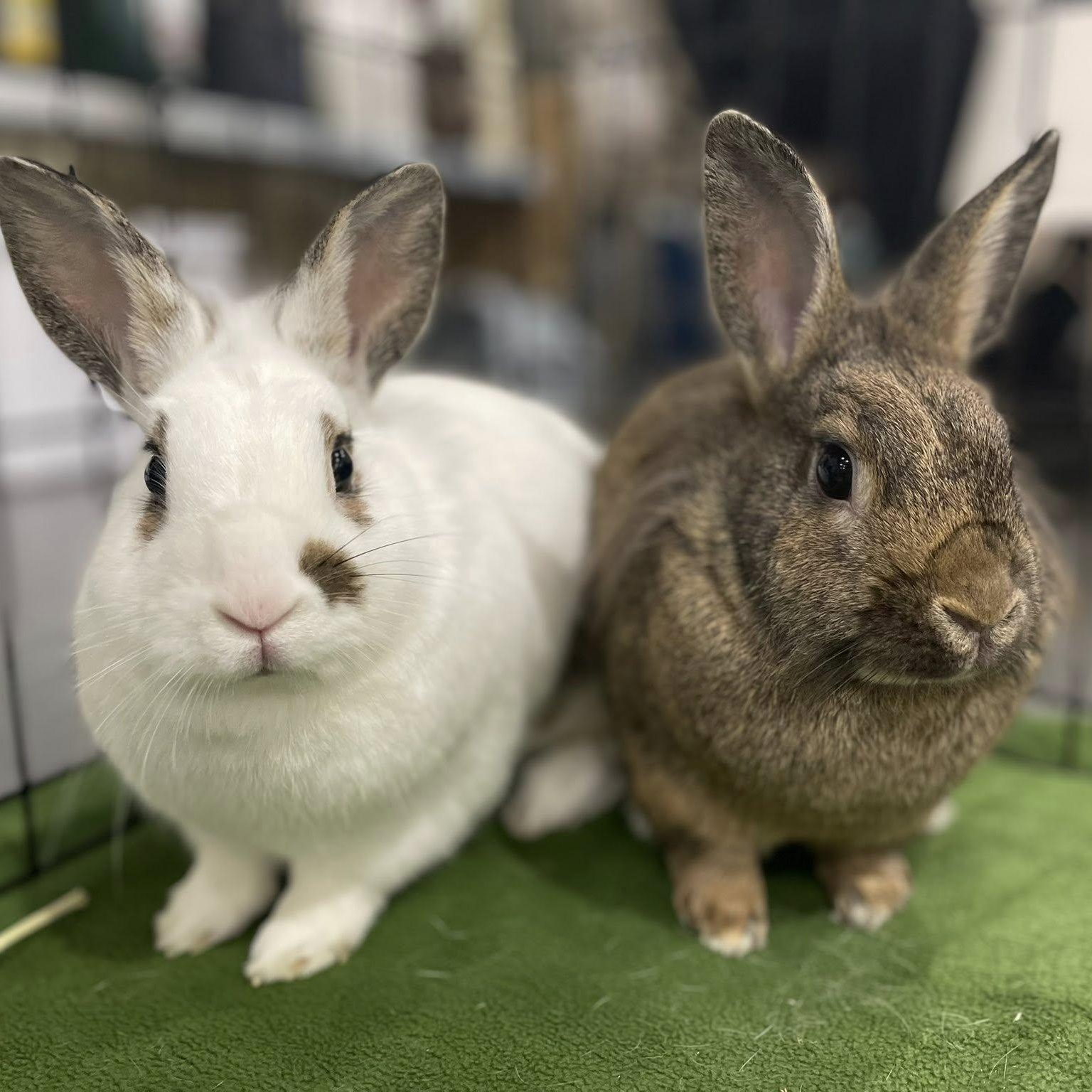 Stoney and Rocky, Adoptable, Young Male Bunny Rabbit.