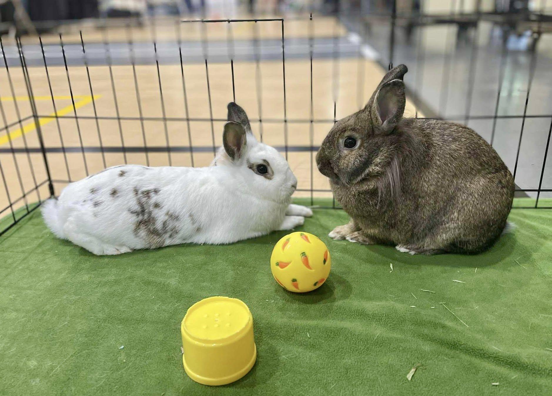 Enlarge Stoney and Rocky, a Adoptable Bunny Rabbit in Rock Hall, MD image 6/8