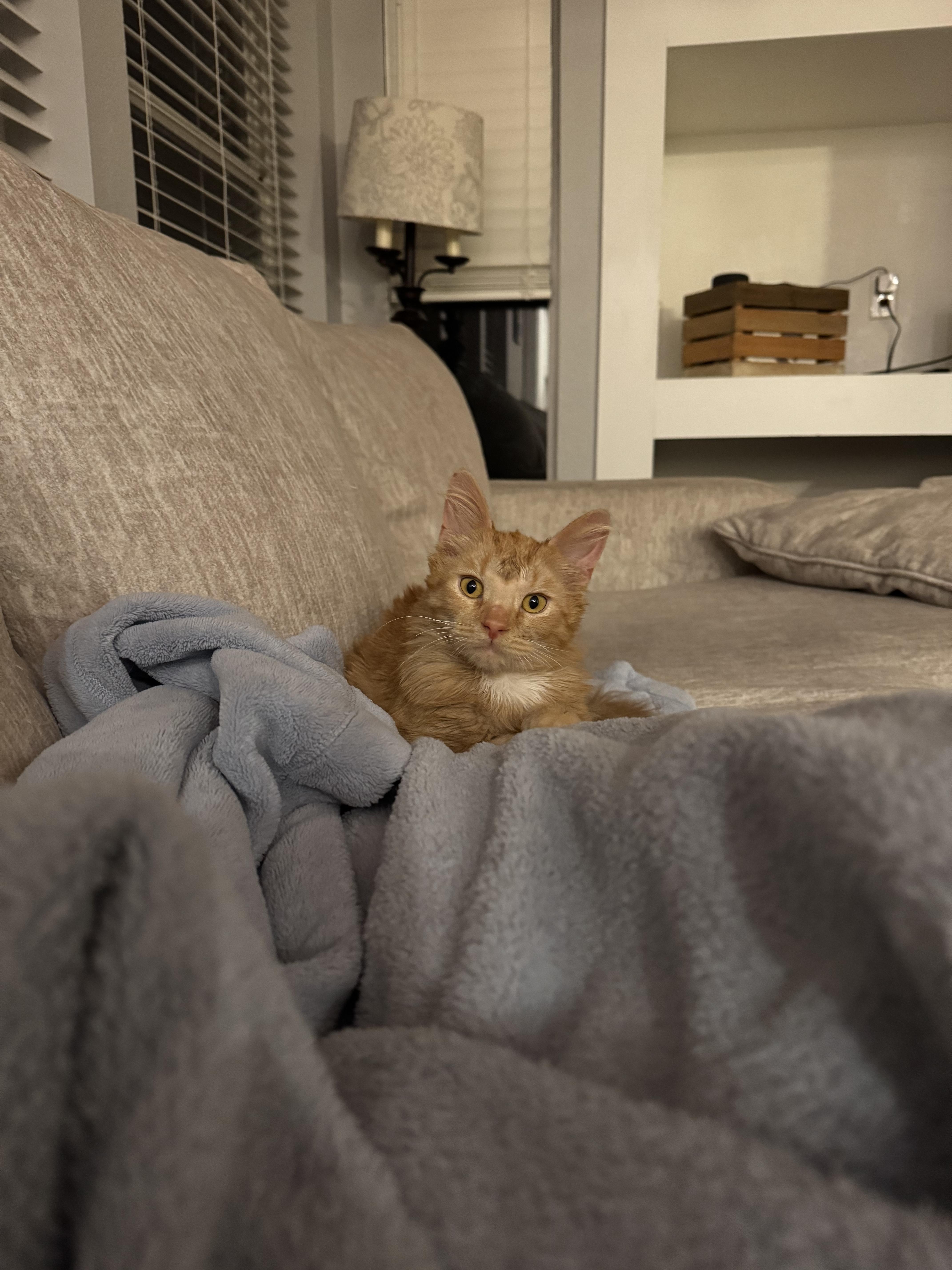 Enlarge Bing Bong, an adopted Domestic Medium Hair in Davis, CA image 5/6