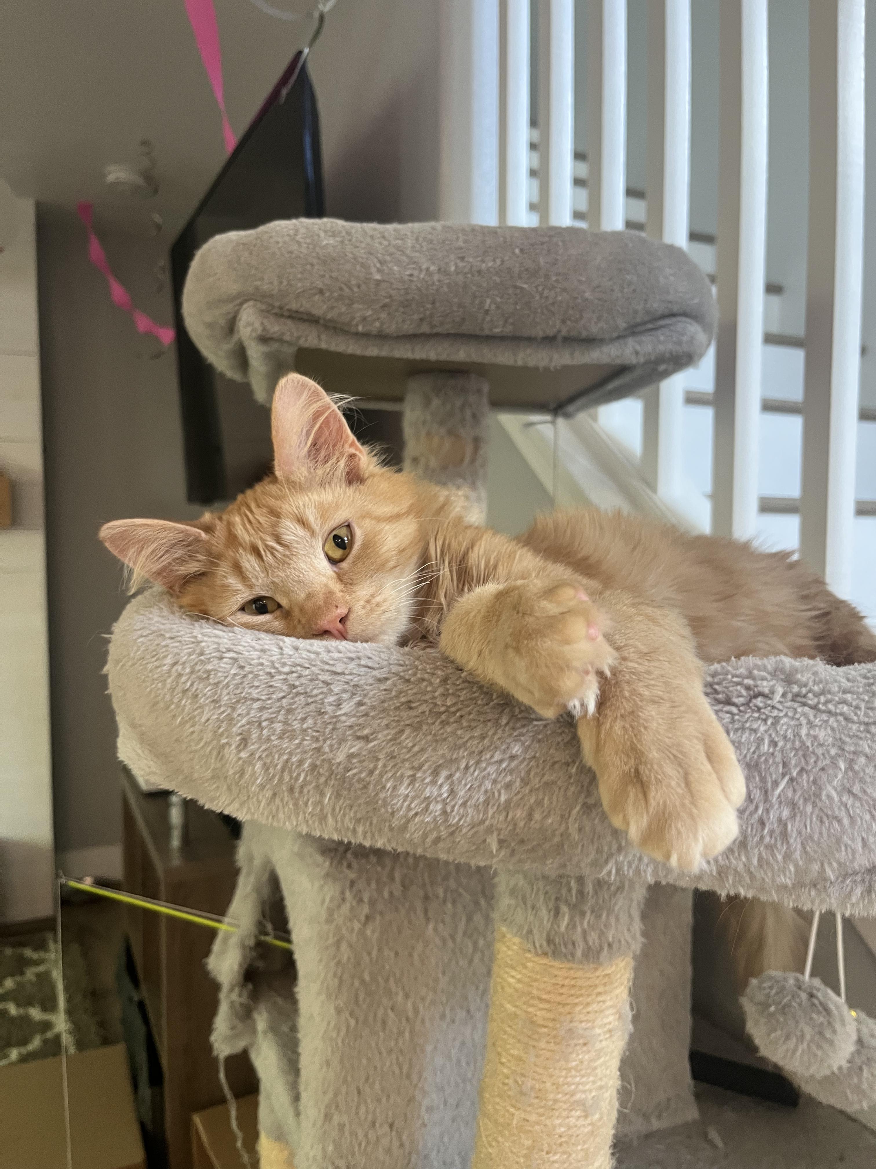 Enlarge Bing Bong, an adopted Domestic Medium Hair in Davis, CA image 2/6