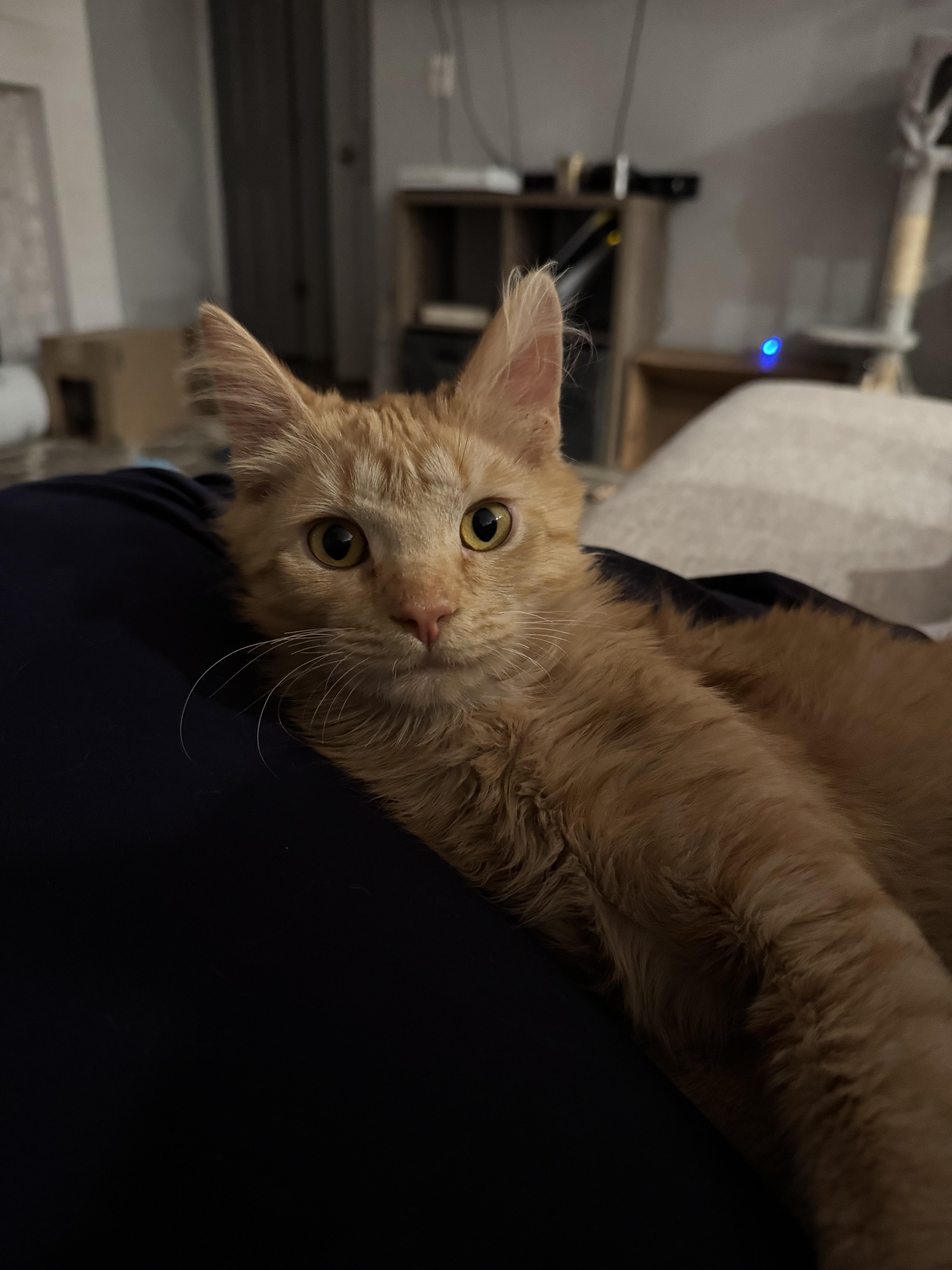 Bing Bong, adopted, Kitten Male Domestic Medium Hair.