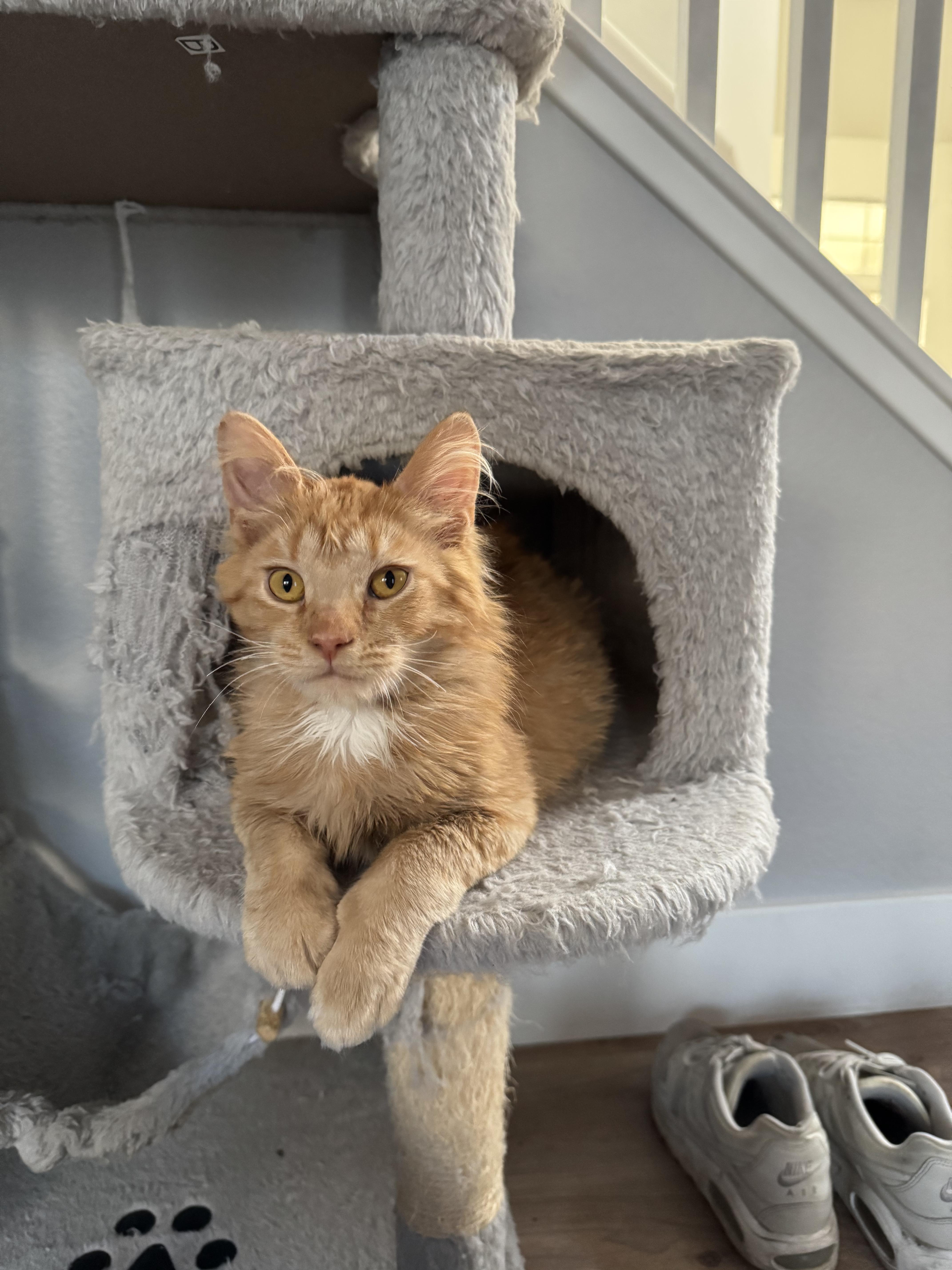 Enlarge Bing Bong, an adopted Domestic Medium Hair in Davis, CA image 6/6