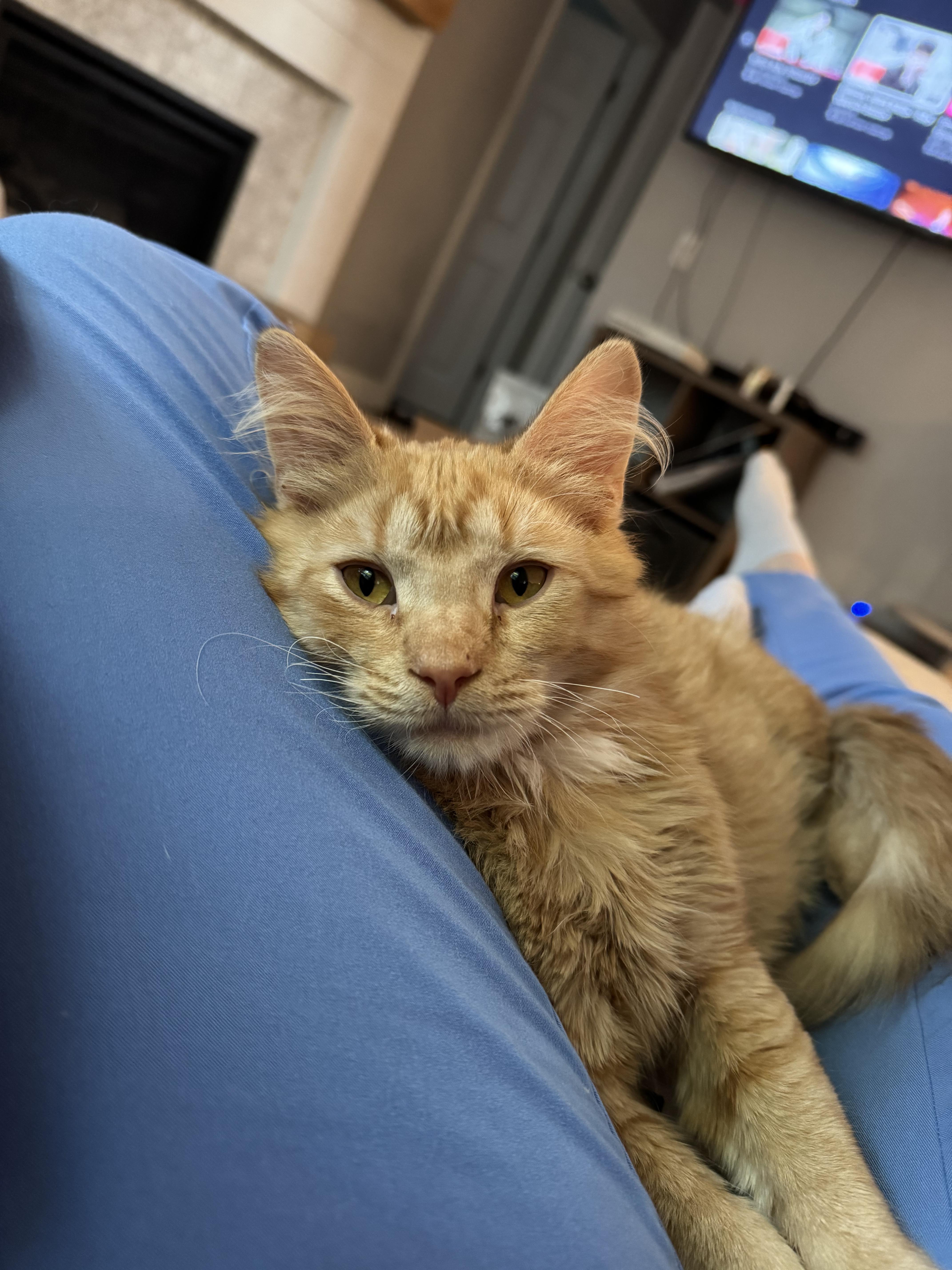 Enlarge Bing Bong, an adopted Domestic Medium Hair in Davis, CA image 3/6