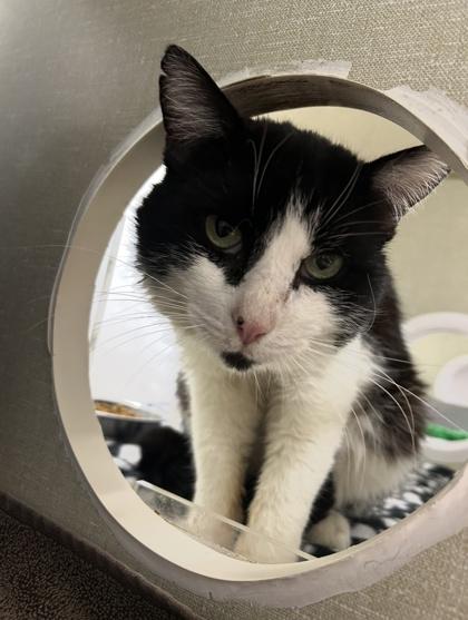 Noodles, Adoptable, Adult Male Domestic Short Hair & Domestic Short Hair.