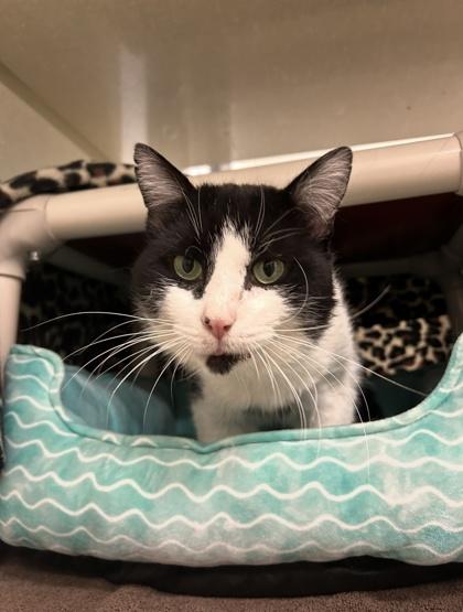 Noodles, a Adoptable mixed breed in Scotia, NY image 2/3