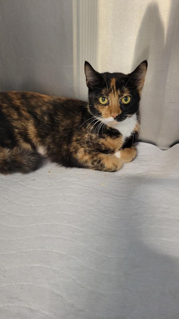 Enlarge Rosie, a Adoptable Tortoiseshell in Metter, GA image 1/1