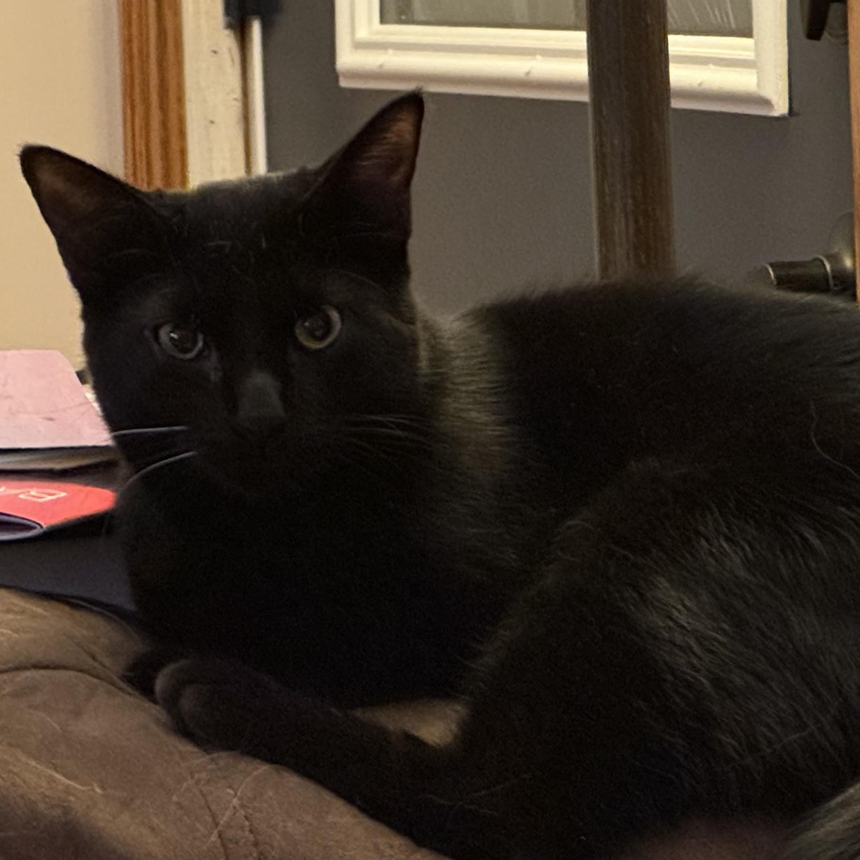 Enlarge Mitch (and Mike), a Adoptable Domestic Medium Hair in Minneapolis, MN image 1/5