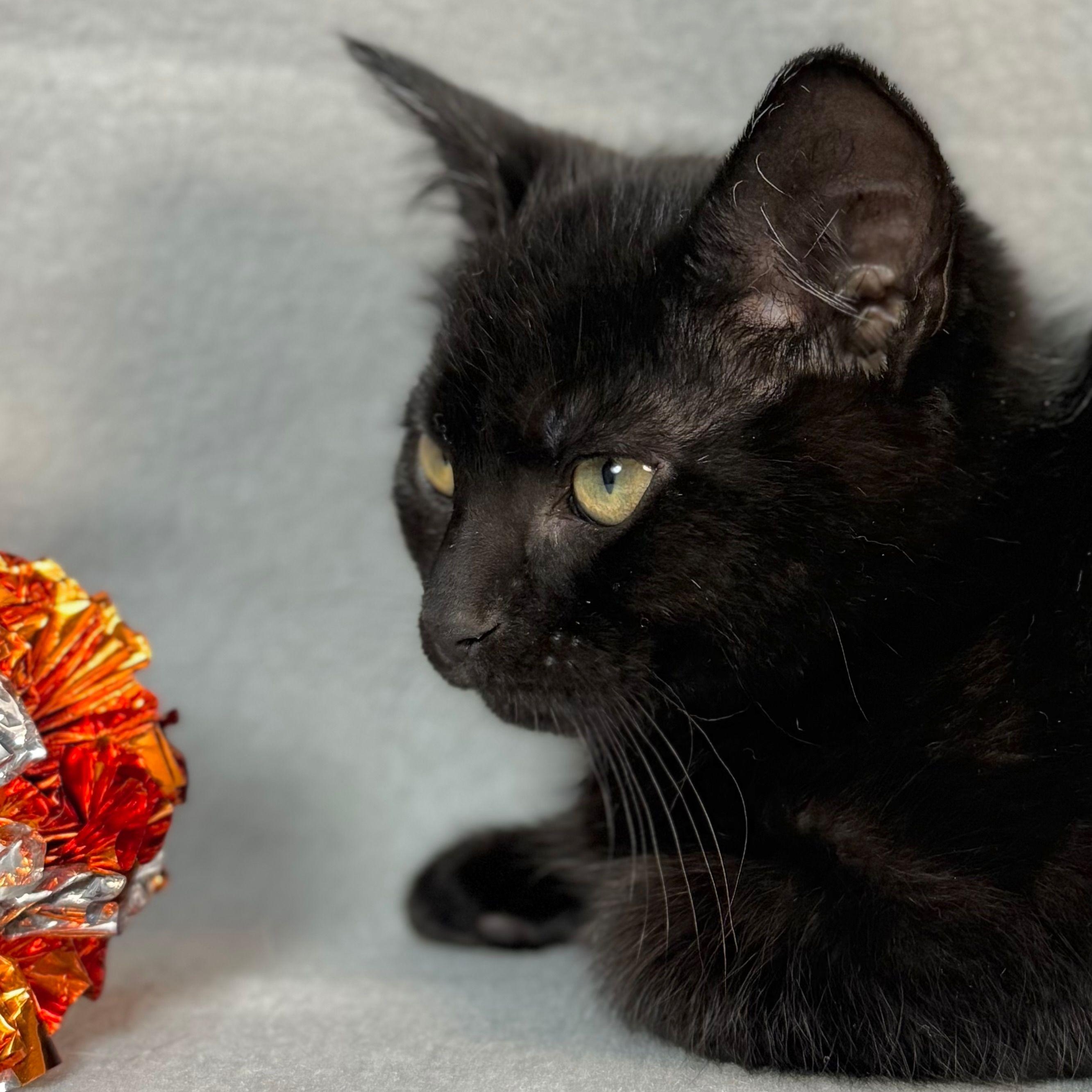 Enlarge Mitch (and Mike), a Adoptable Domestic Medium Hair in Minneapolis, MN image 3/5