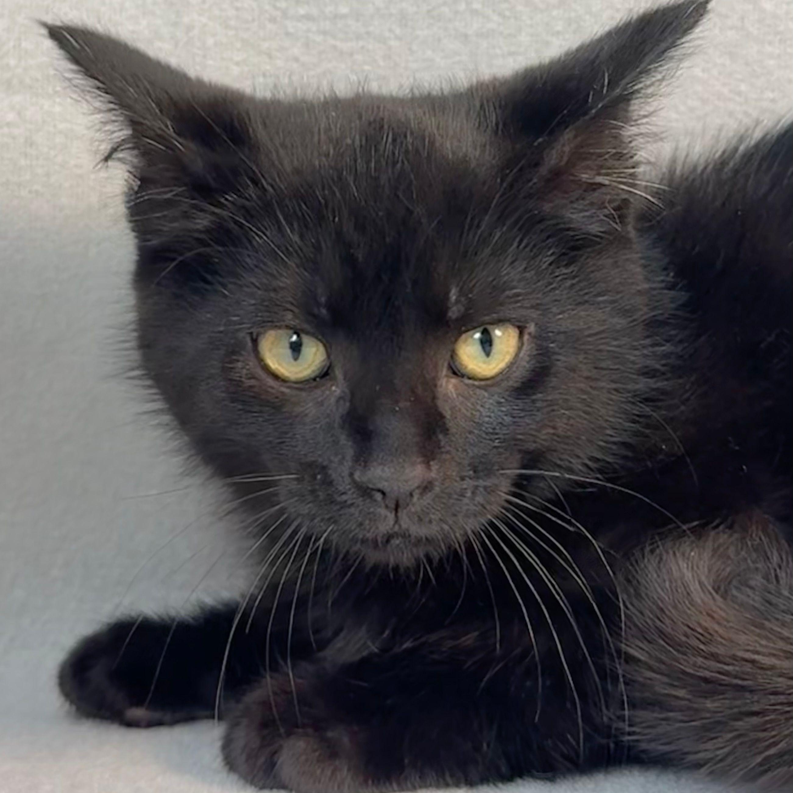 Enlarge Mitch (and Mike), a Adoptable Domestic Medium Hair in Minneapolis, MN image 4/5