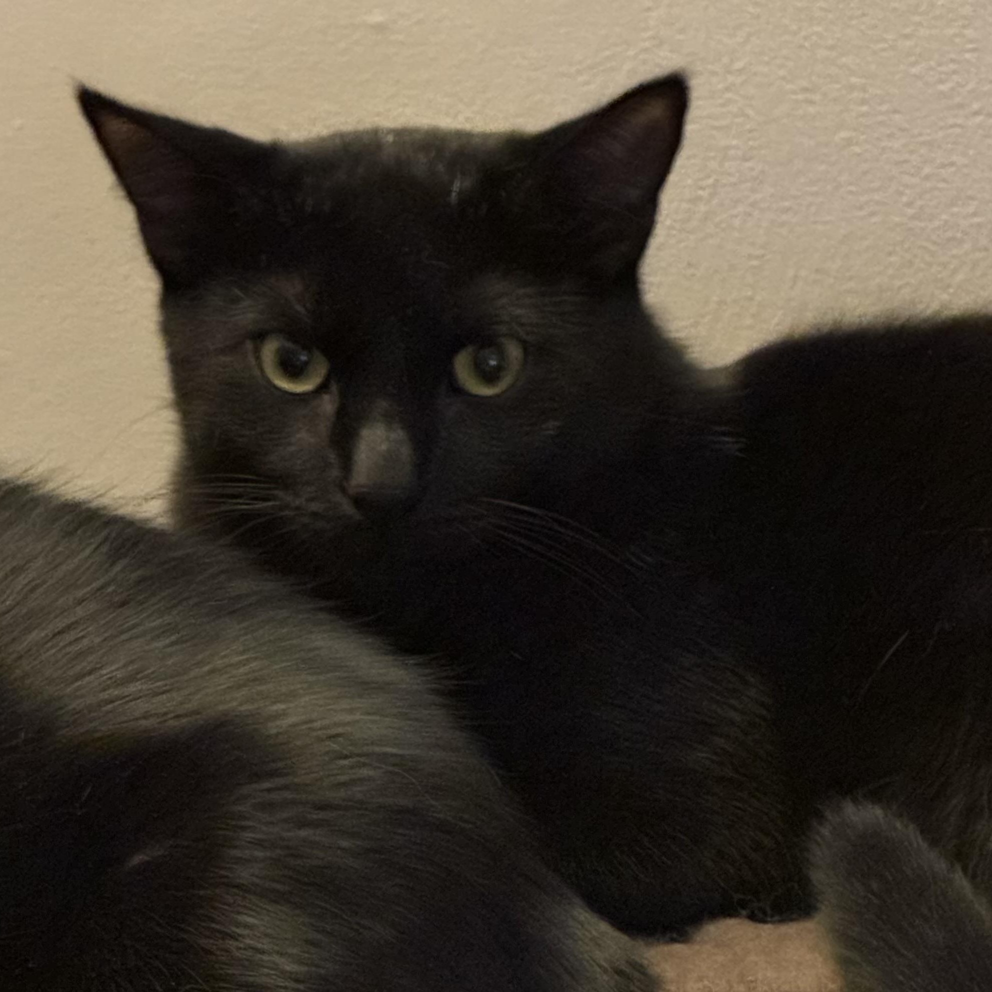 Enlarge Mitch (and Mike), a Adoptable Domestic Medium Hair in Minneapolis, MN image 5/5