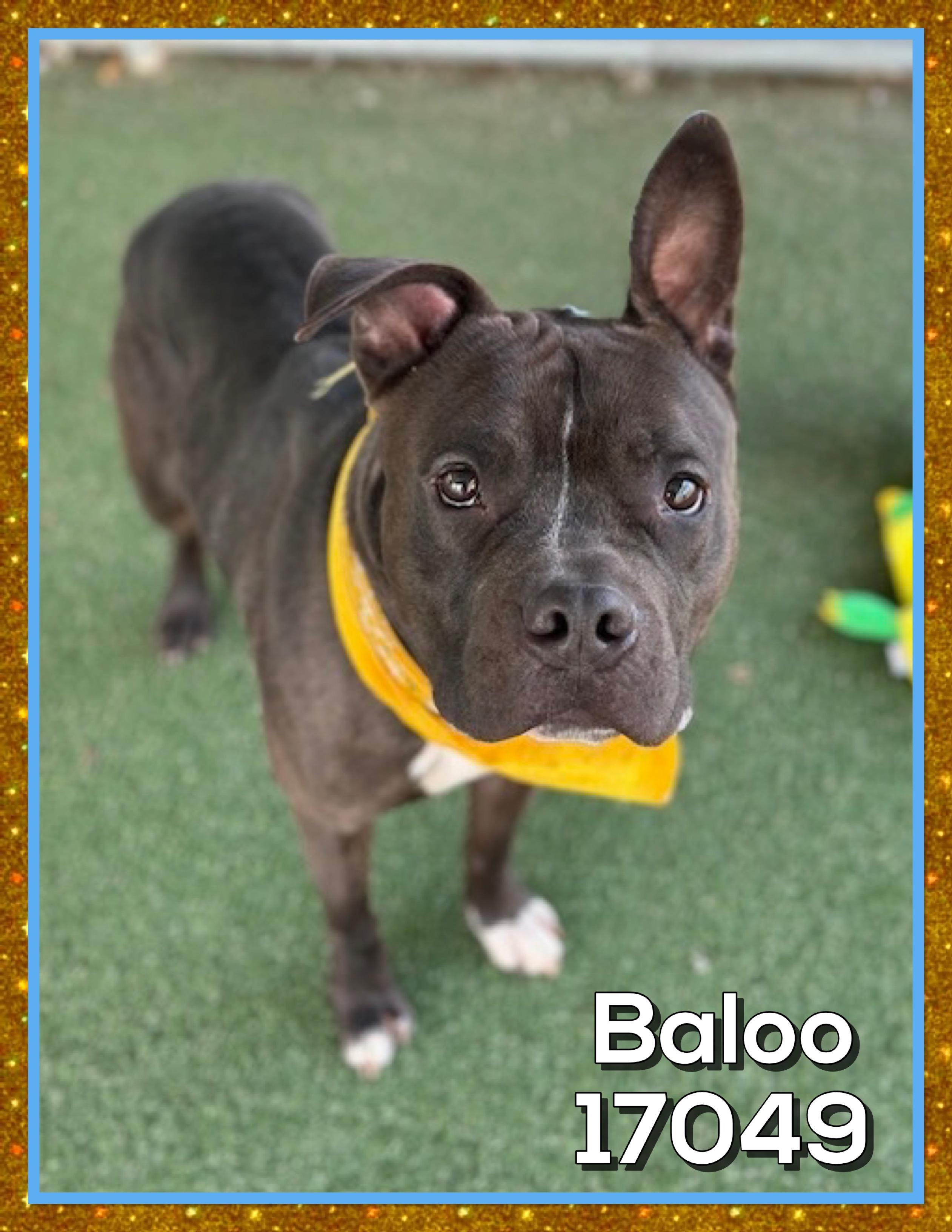 Enlarge BALOO, a ADOPTABLE mixed breed in Marietta, GA image 2/3