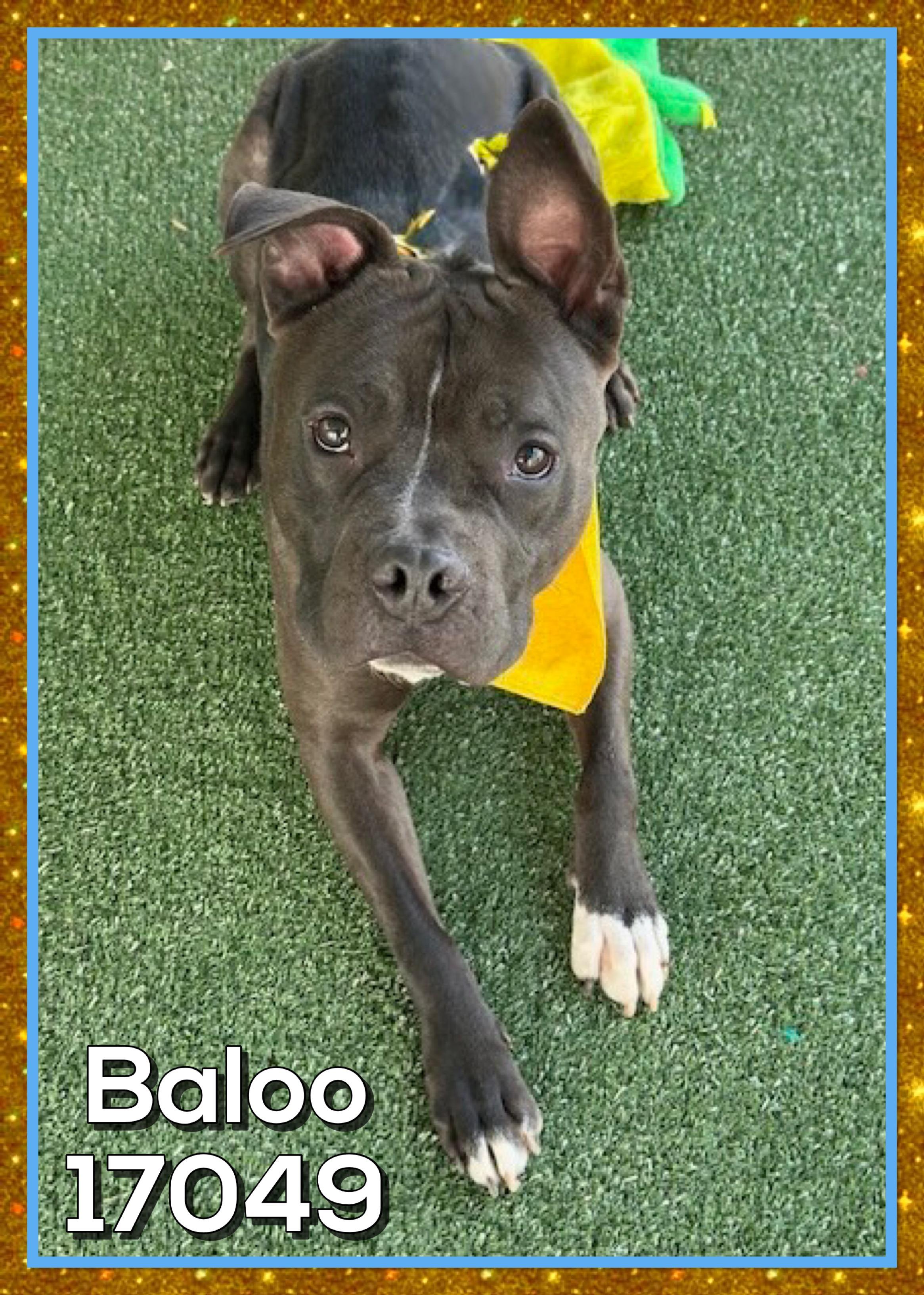 Enlarge BALOO, a ADOPTABLE mixed breed in Marietta, GA image 3/3