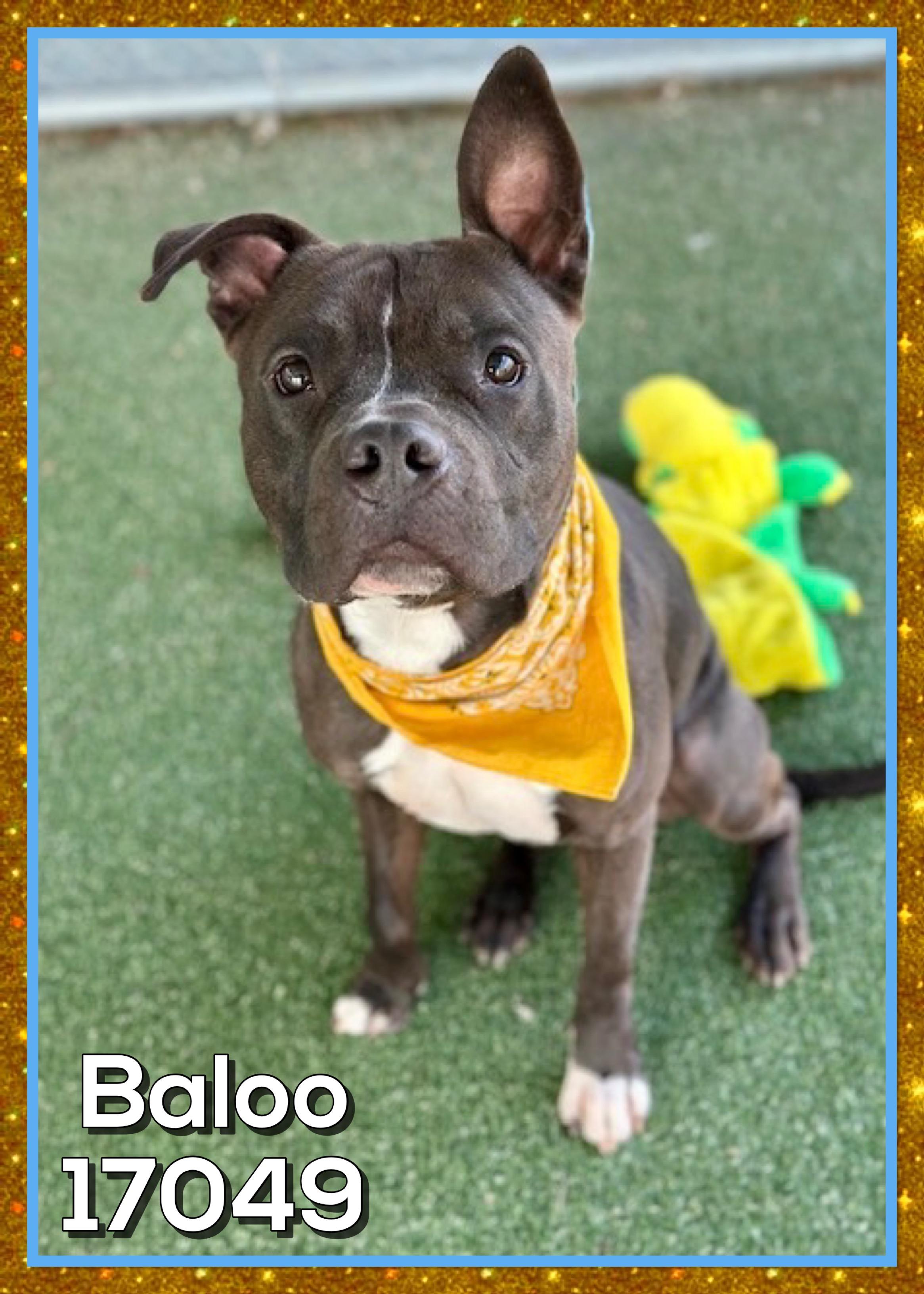 Enlarge BALOO, a ADOPTABLE mixed breed in Marietta, GA image 1/3