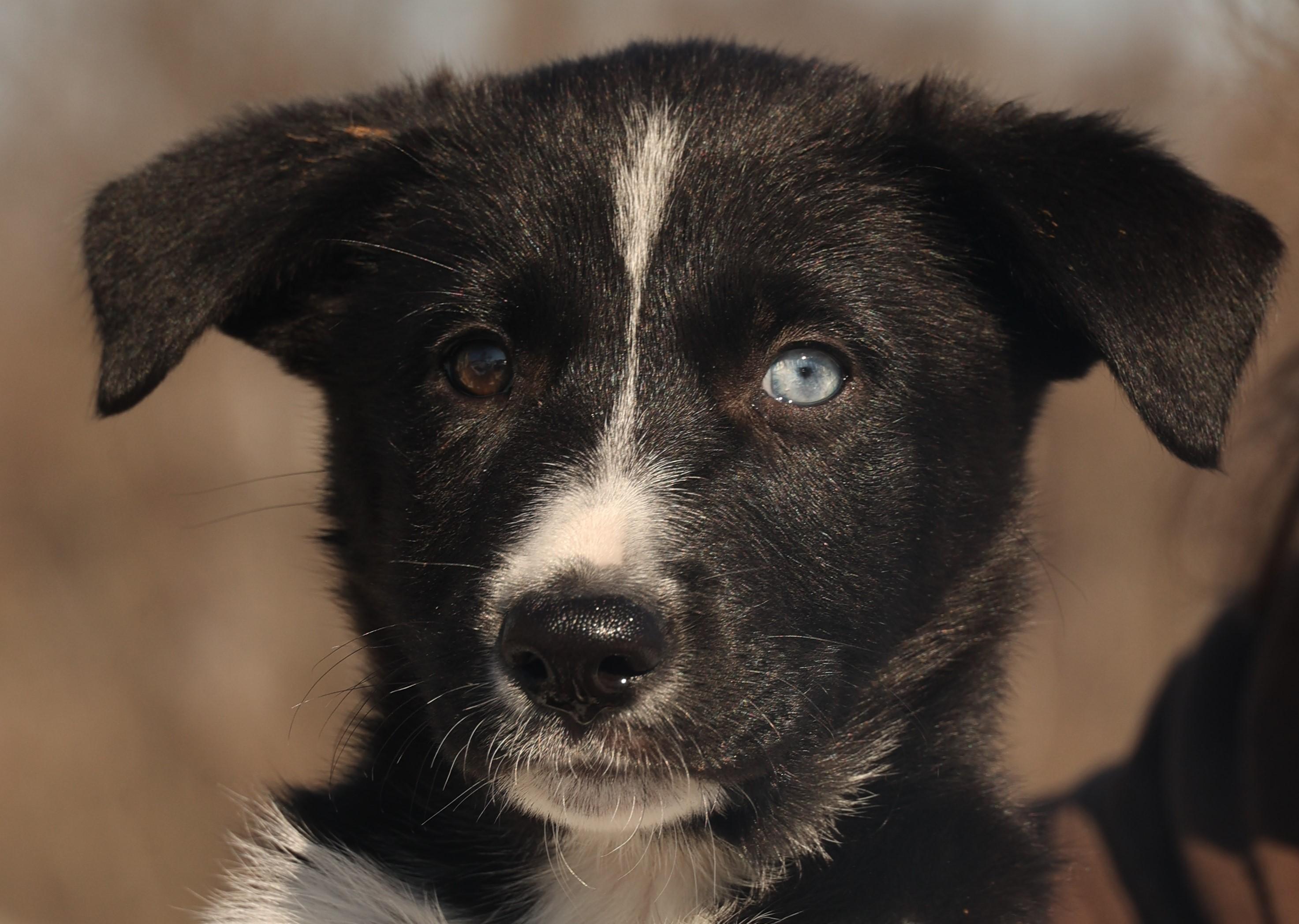 2026Georgia, adopted, Puppy Female Border Collie & Husky.