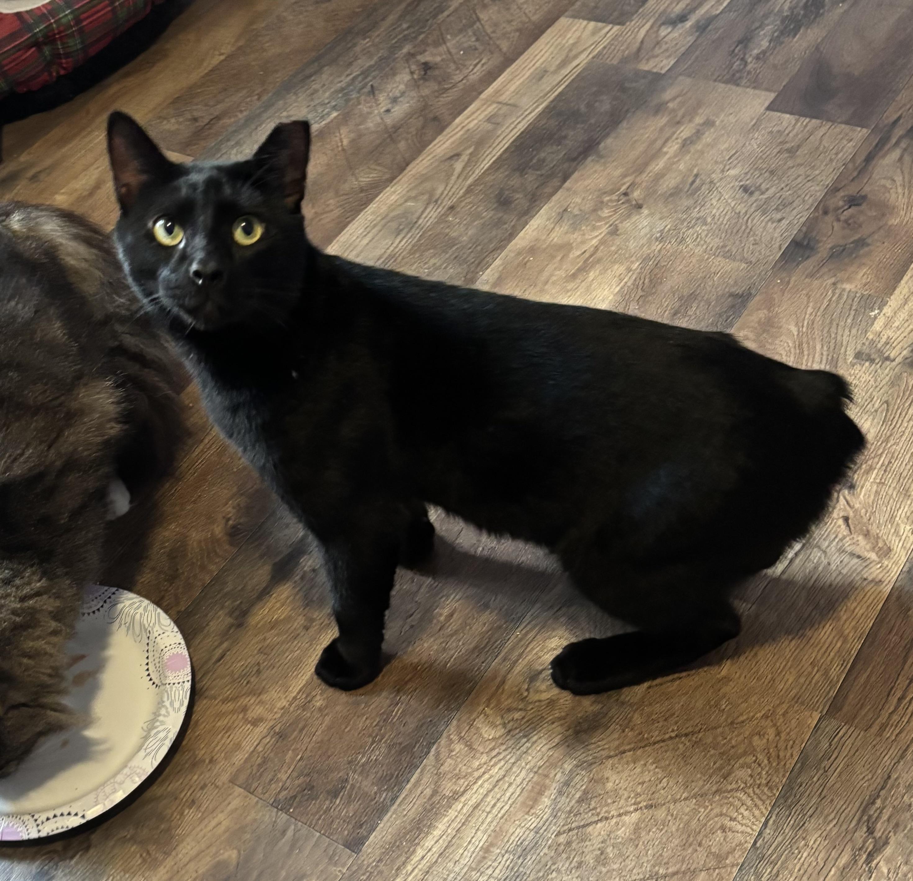 Enlarge Wally, an adopted American Bobtail in Anderson , SC image 1/2