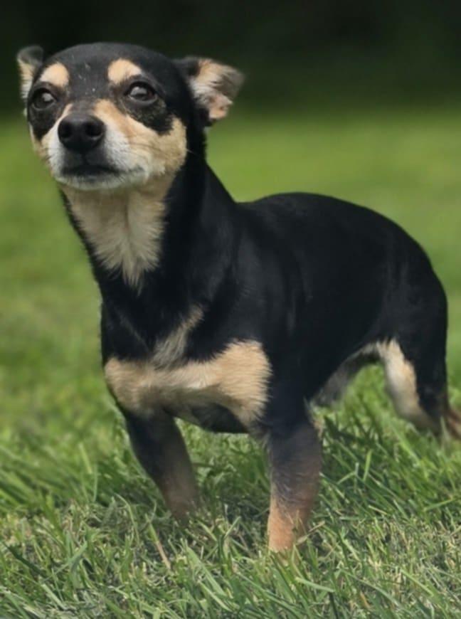 Enlarge Oscar Otto, a Adopted Rat Terrier in Cuba, NY image 1/1