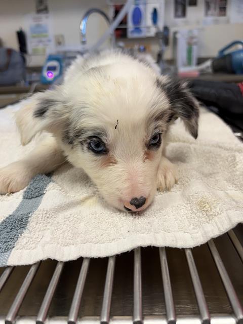 DOLLY, Adoptable, Puppy Female Border Collie.