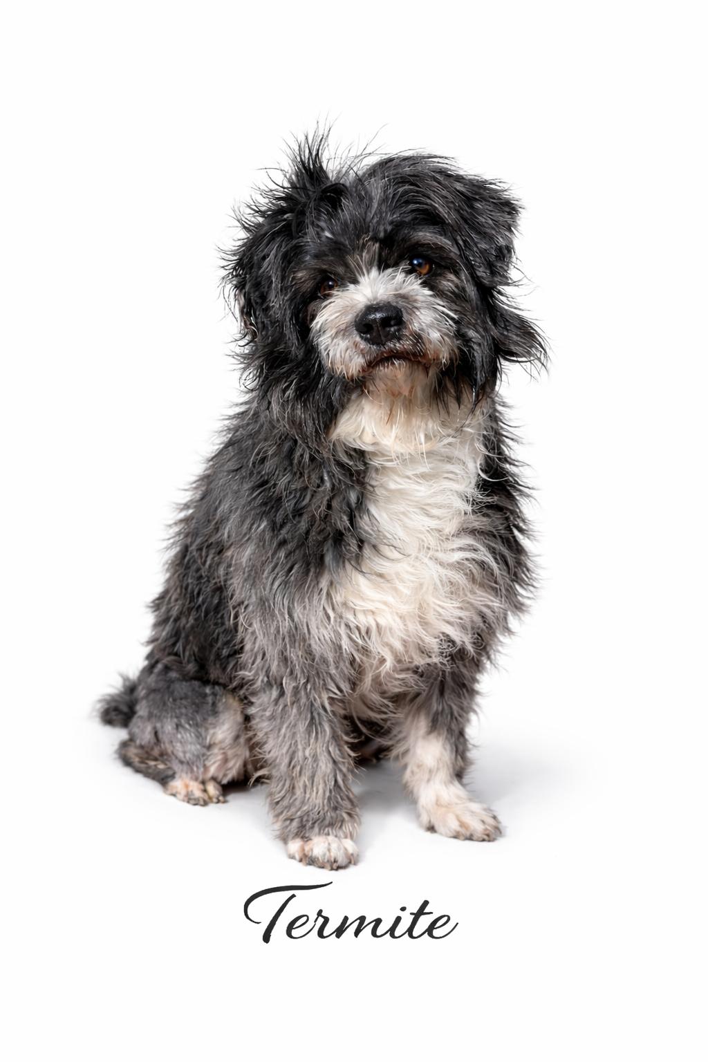 Termite , adopted, Young Male Mixed Breed & Dachshund.