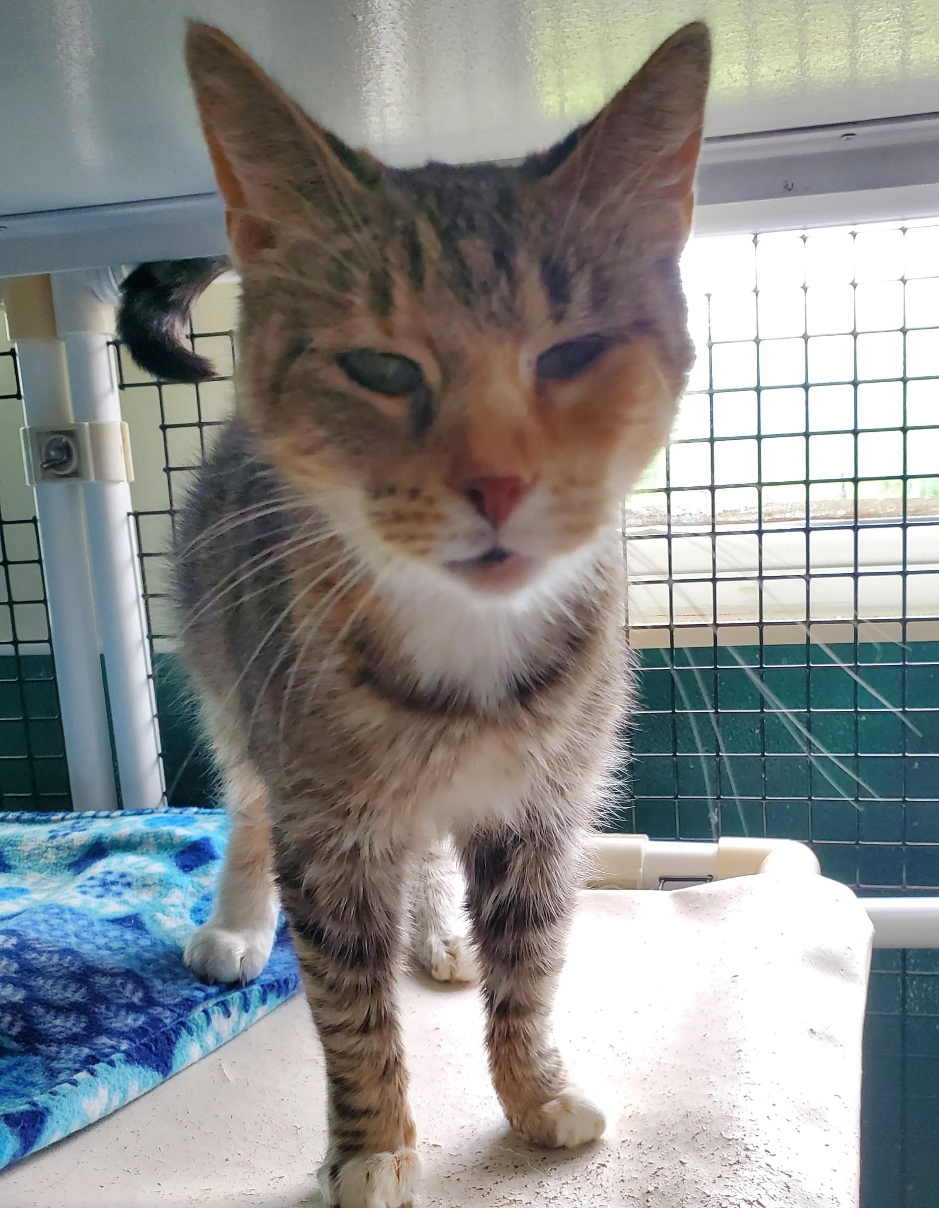 Bedelia, ADOPTABLE, Adult Female Domestic Short Hair.