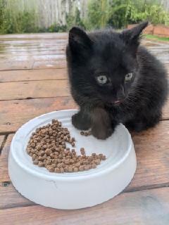 Enlarge Murphy , an adopted Domestic Short Hair in Gig Harbor, WA image 2/3