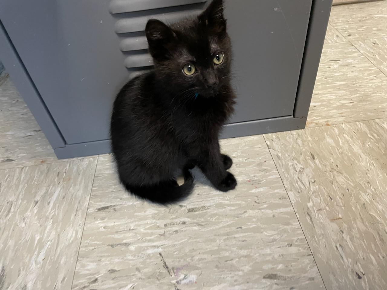 Enlarge Murphy , an adopted Domestic Short Hair in Gig Harbor, WA image 3/3