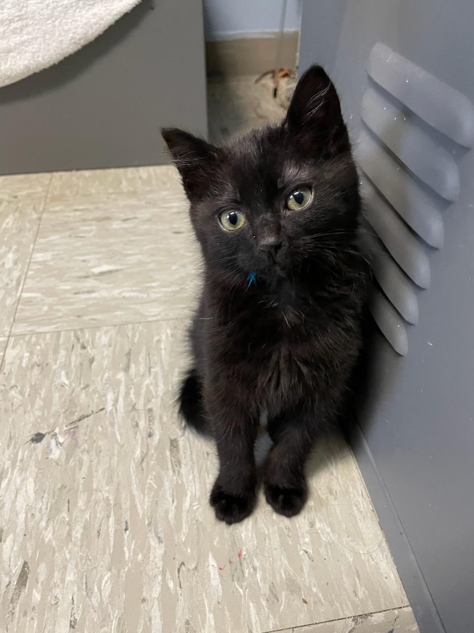 Murphy , adopted, Kitten Male Domestic Short Hair.