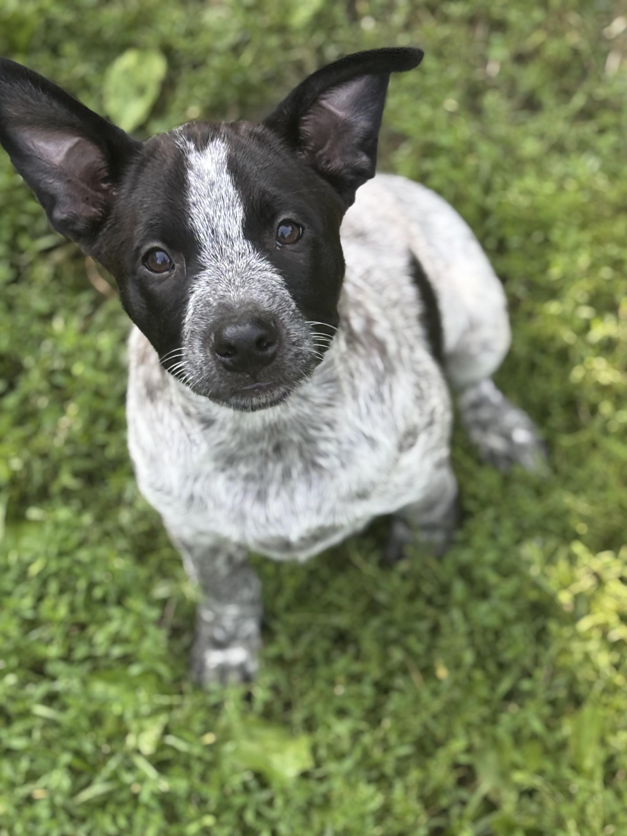 Sugar Cube, a Adoptable mixed breed in Albany, NY image 4/6