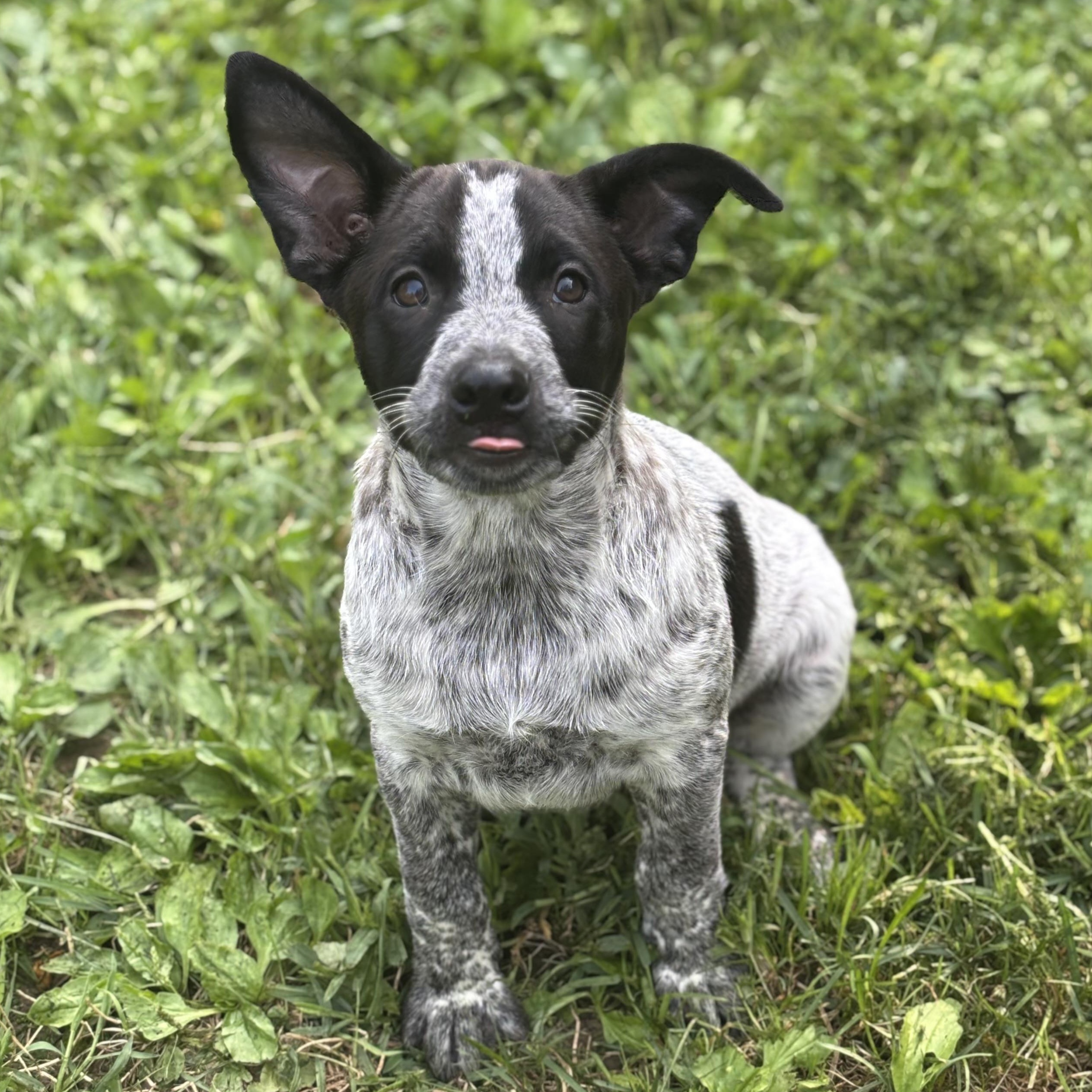 Sugar Cube, Adoptable, Puppy Female Cattle Dog.