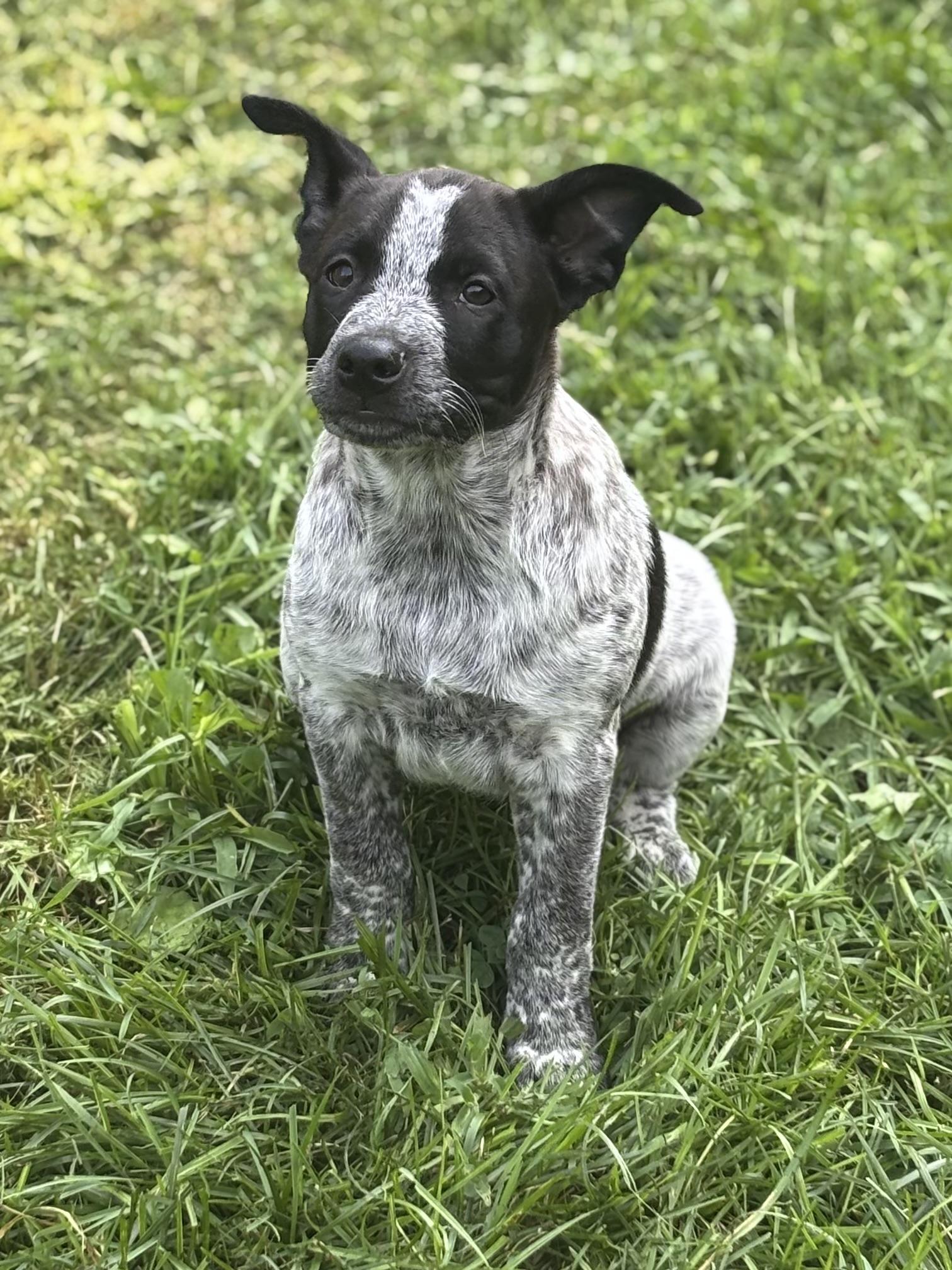Sugar Cube, a Adoptable mixed breed in Albany, NY image 5/6